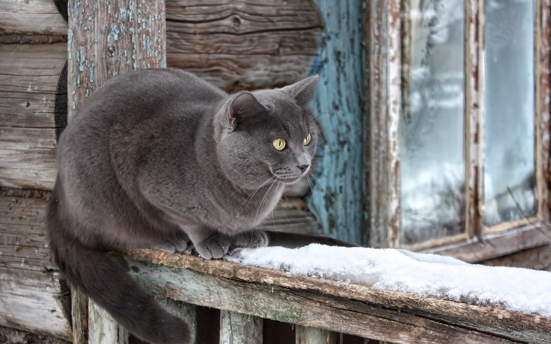 A grey cat sits on a snowy ledge HD Wallpaper