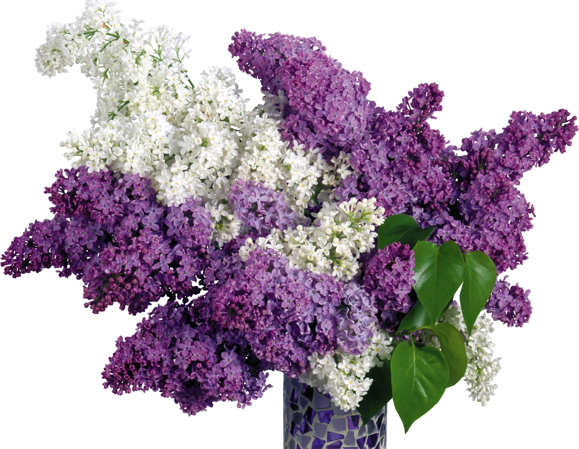Bouquet of white and purple lilacs in a vase HD Wallpaper