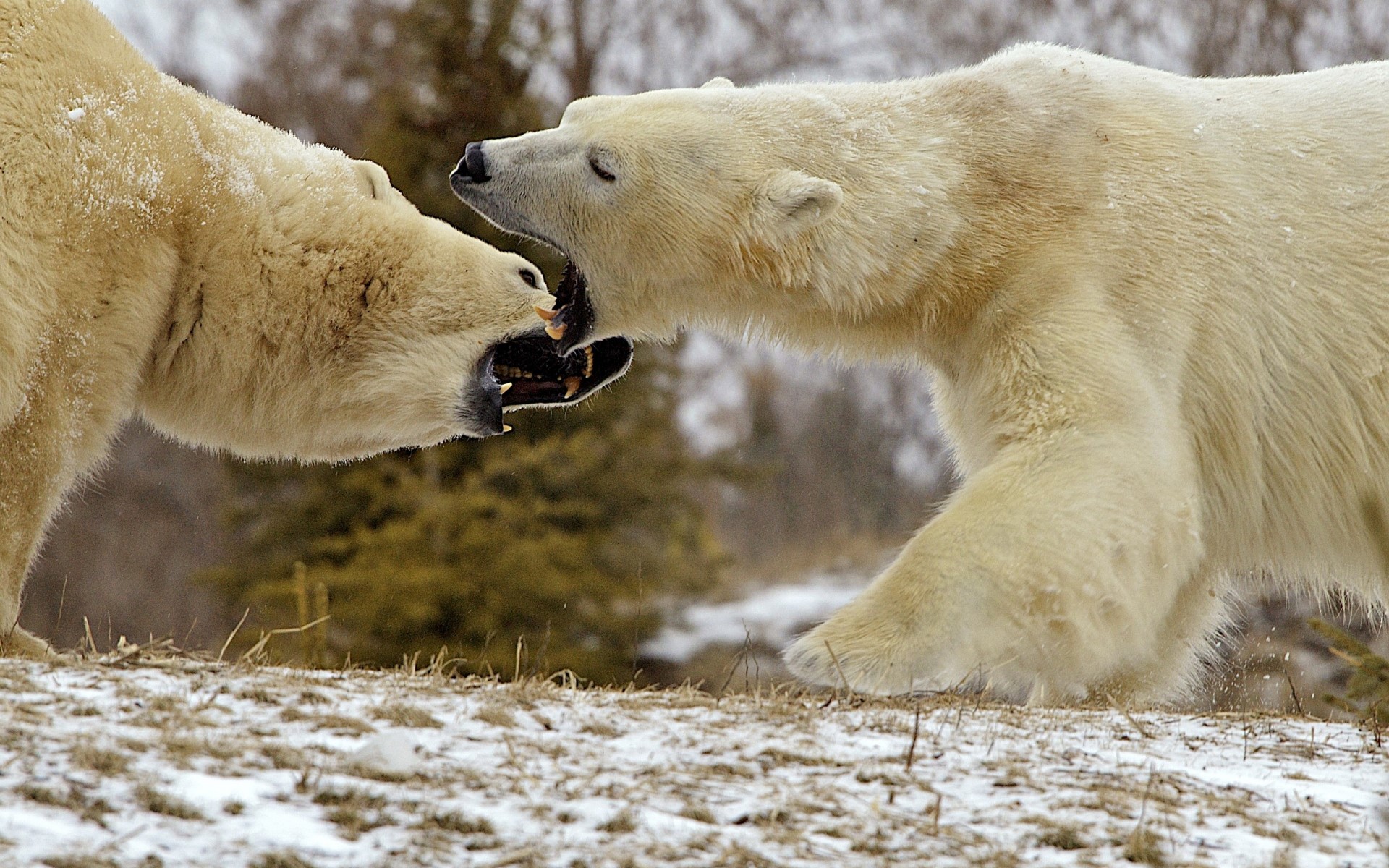 Two polar bears fighting in the snow HD Wallpaper