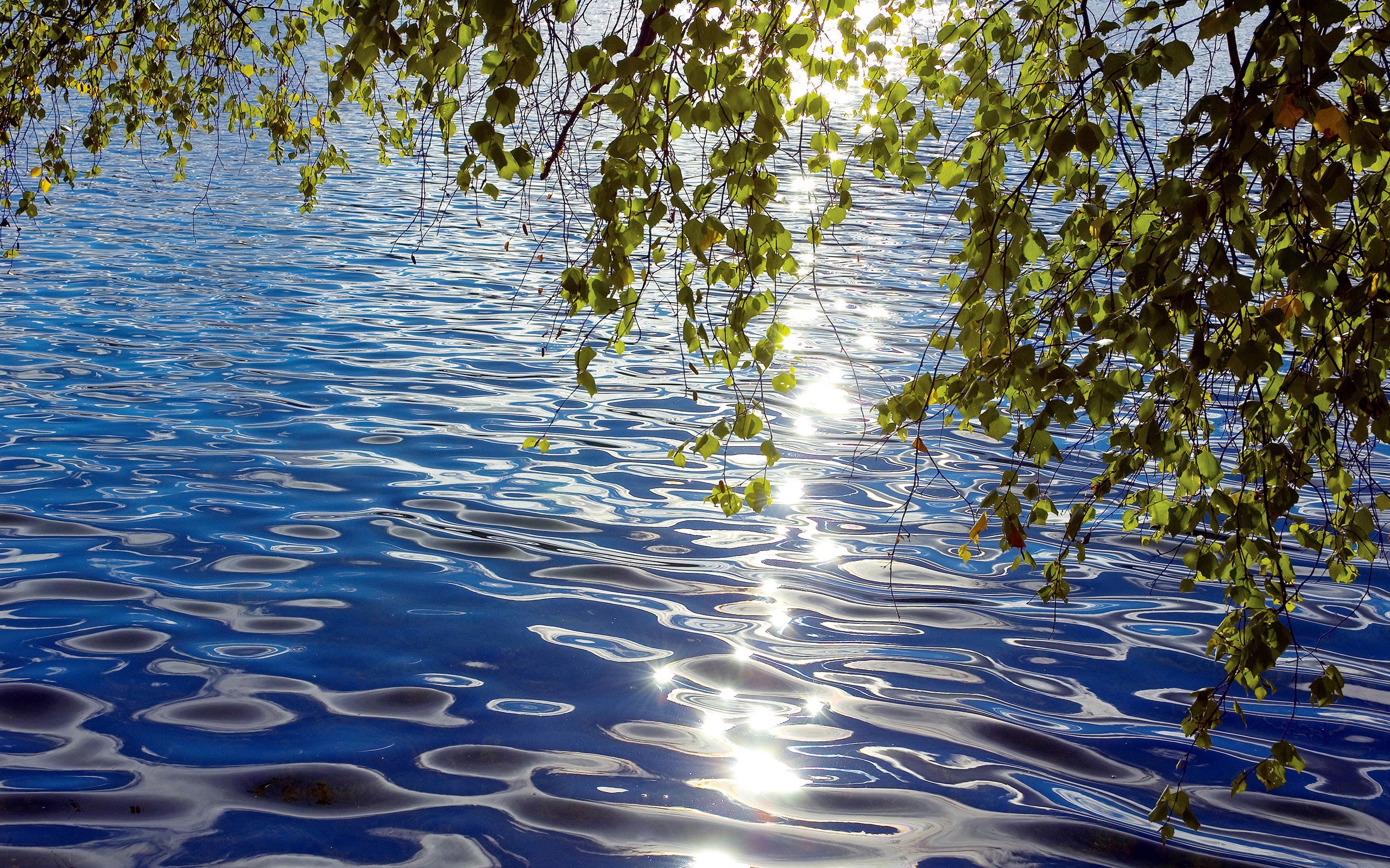 Sunlight reflecting on rippling blue water with tree branches HD Wallpaper