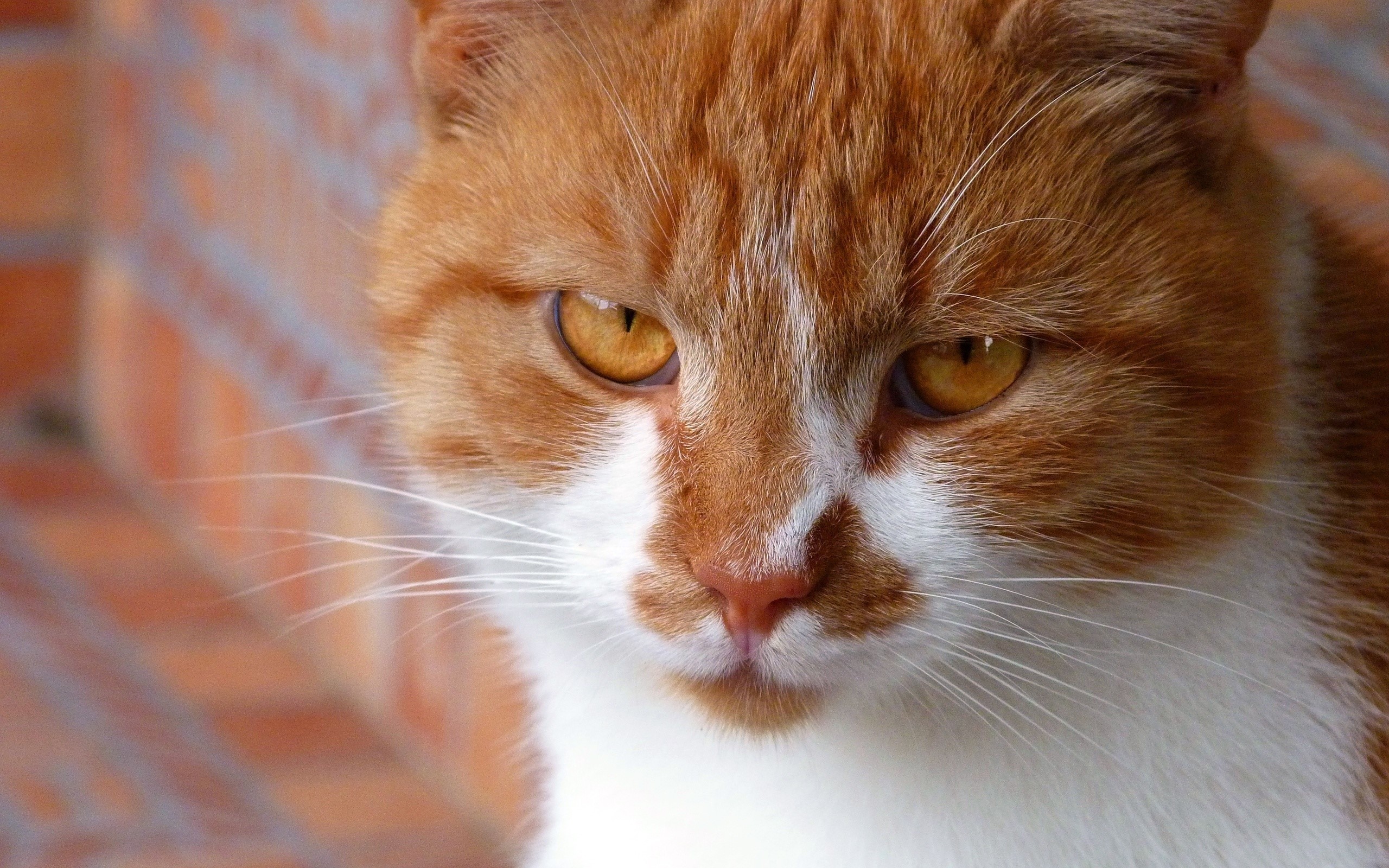 Close-up of an orange and white cat's face HD Wallpaper