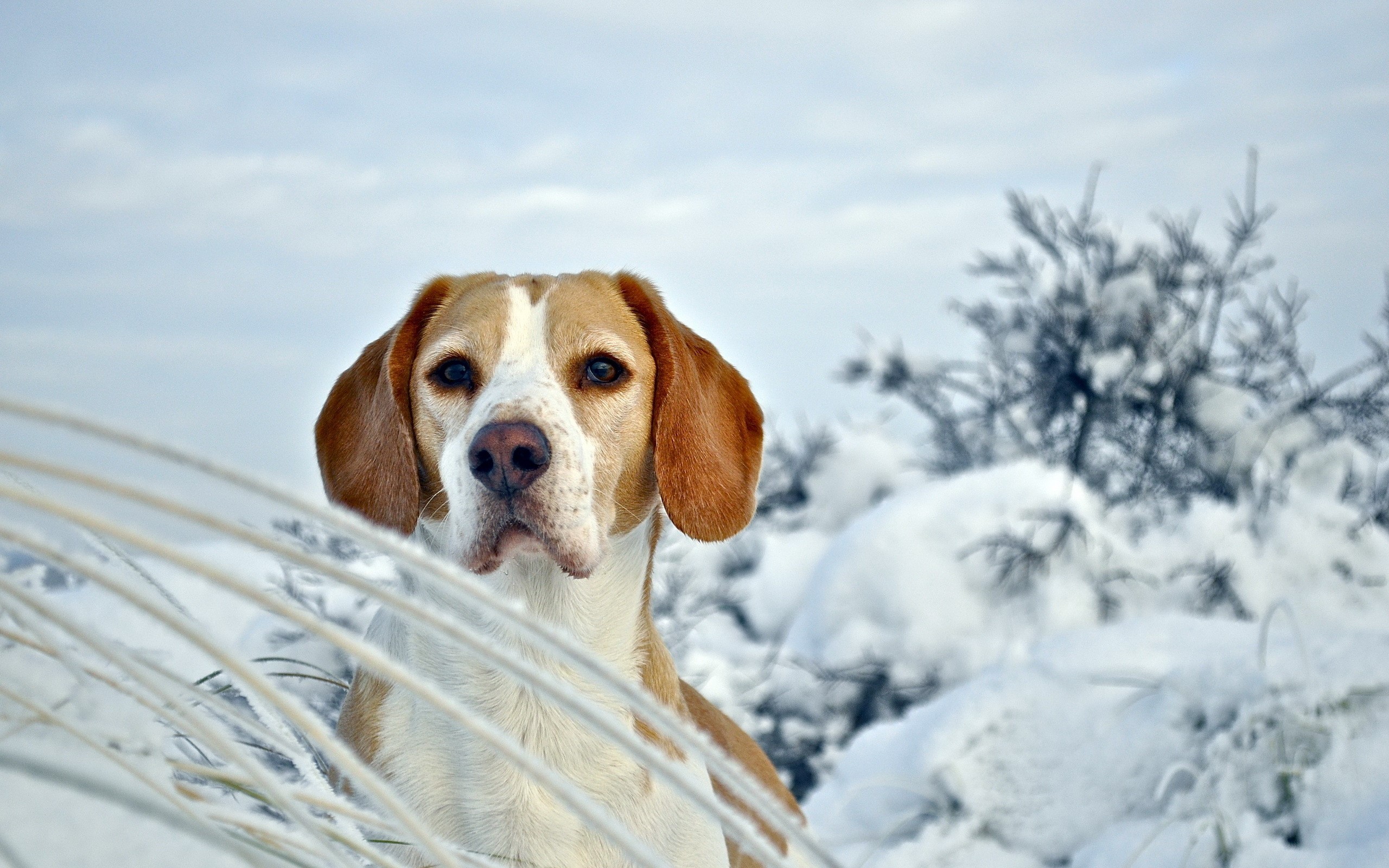 Beagle dog in a snowy landscape HD Wallpaper