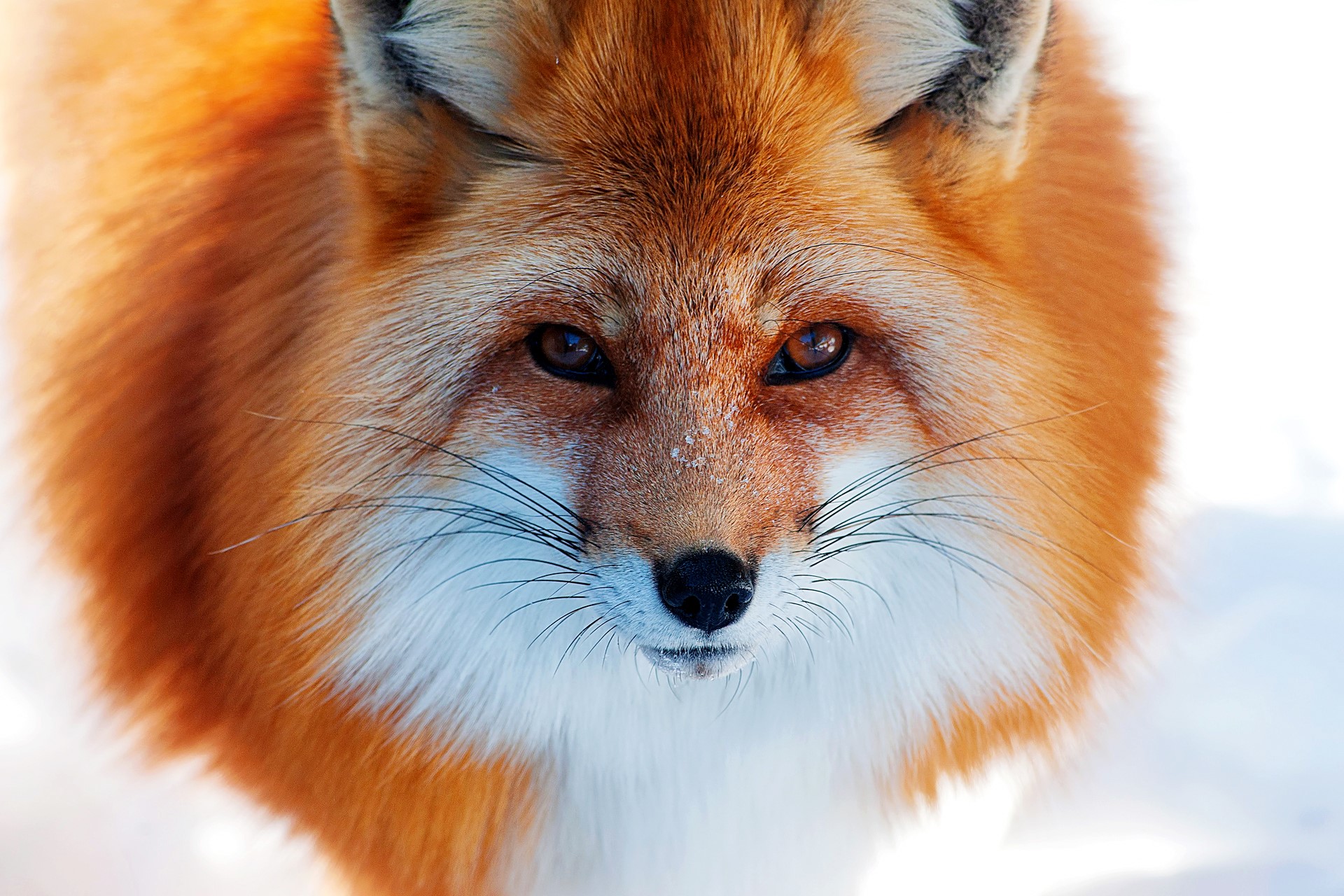 Close-up of a Red Fox's Face in Snow HD Wallpaper