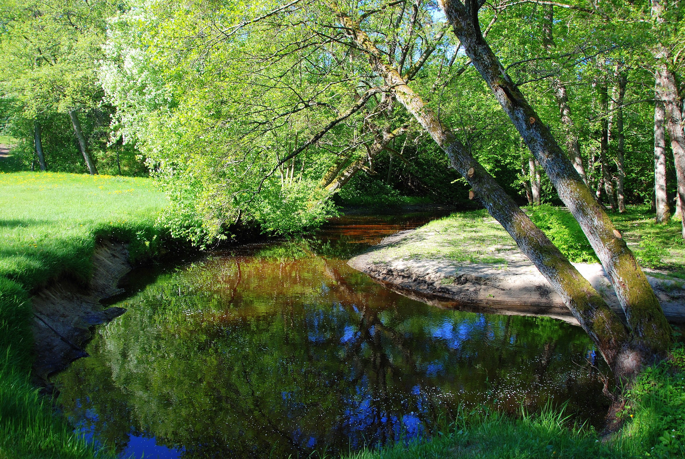 A winding river flows through a sun-dappled forest HD Wallpaper
