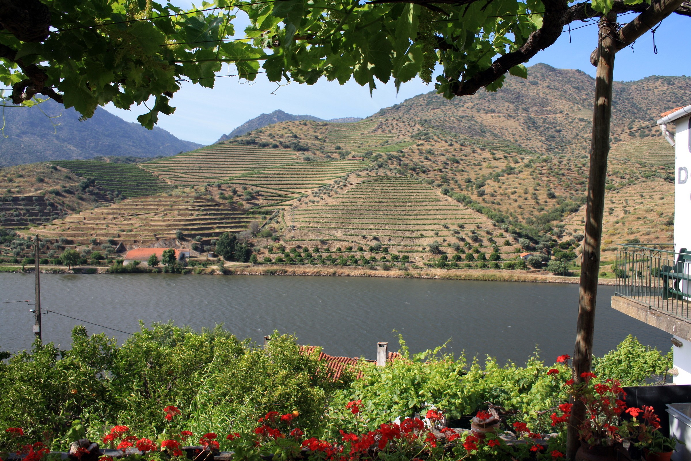 Terraced Vineyards along a River HD Wallpaper
