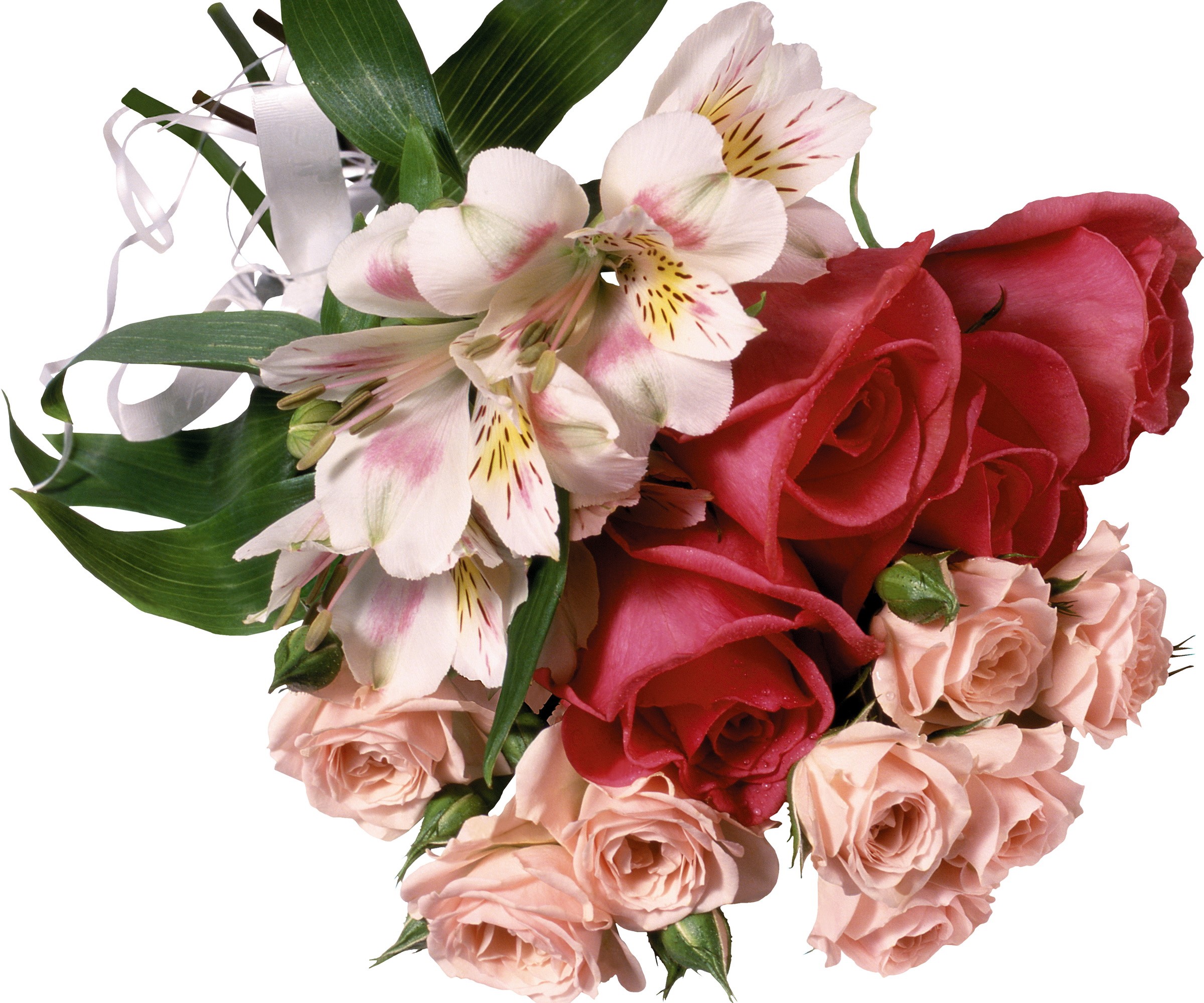 Bouquet of Roses and Alstroemeria with White Ribbon HD Wallpaper