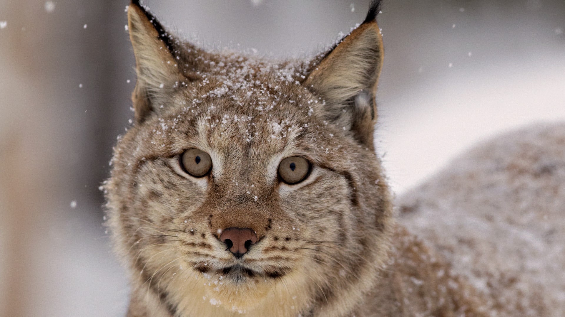 Lynx in the snow HD Wallpaper