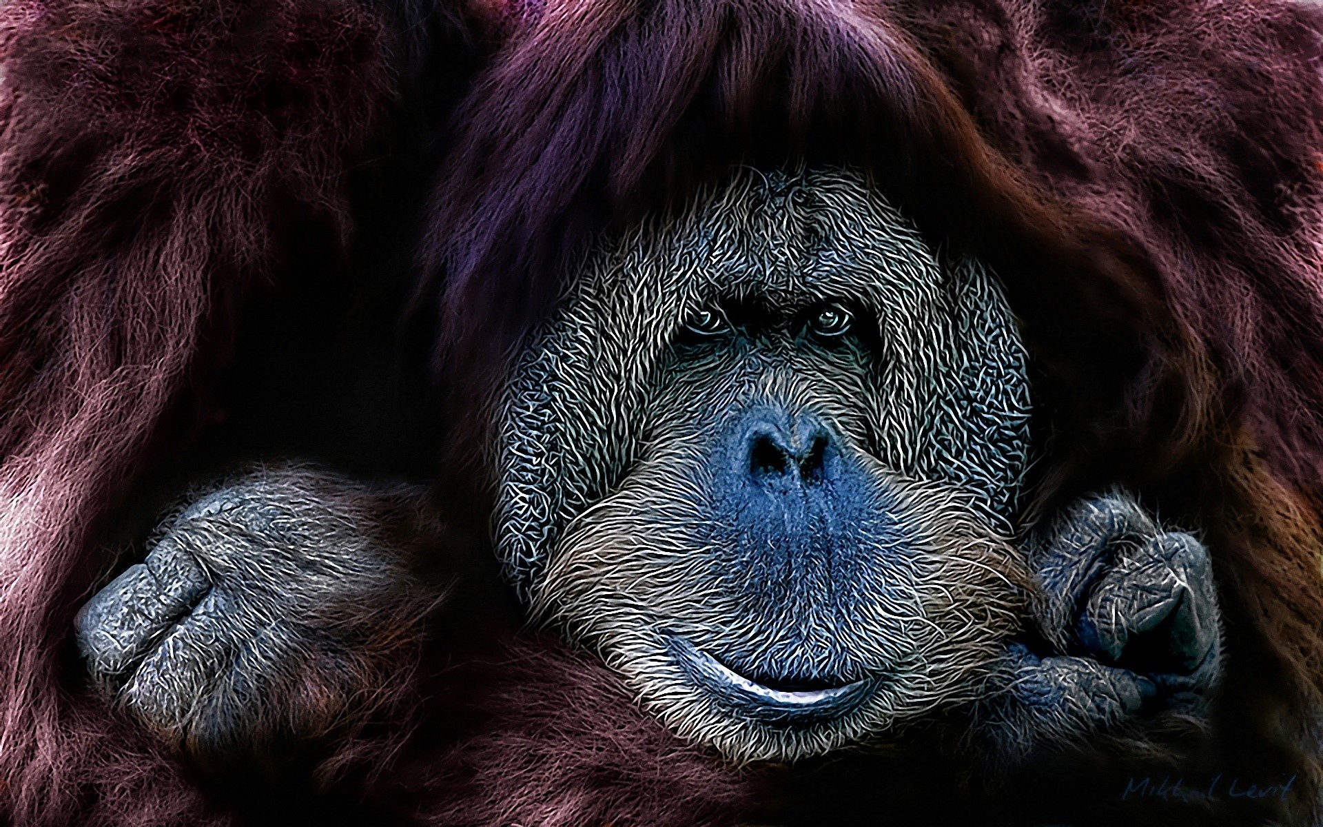 Close-up portrait of an orangutan HD Wallpaper
