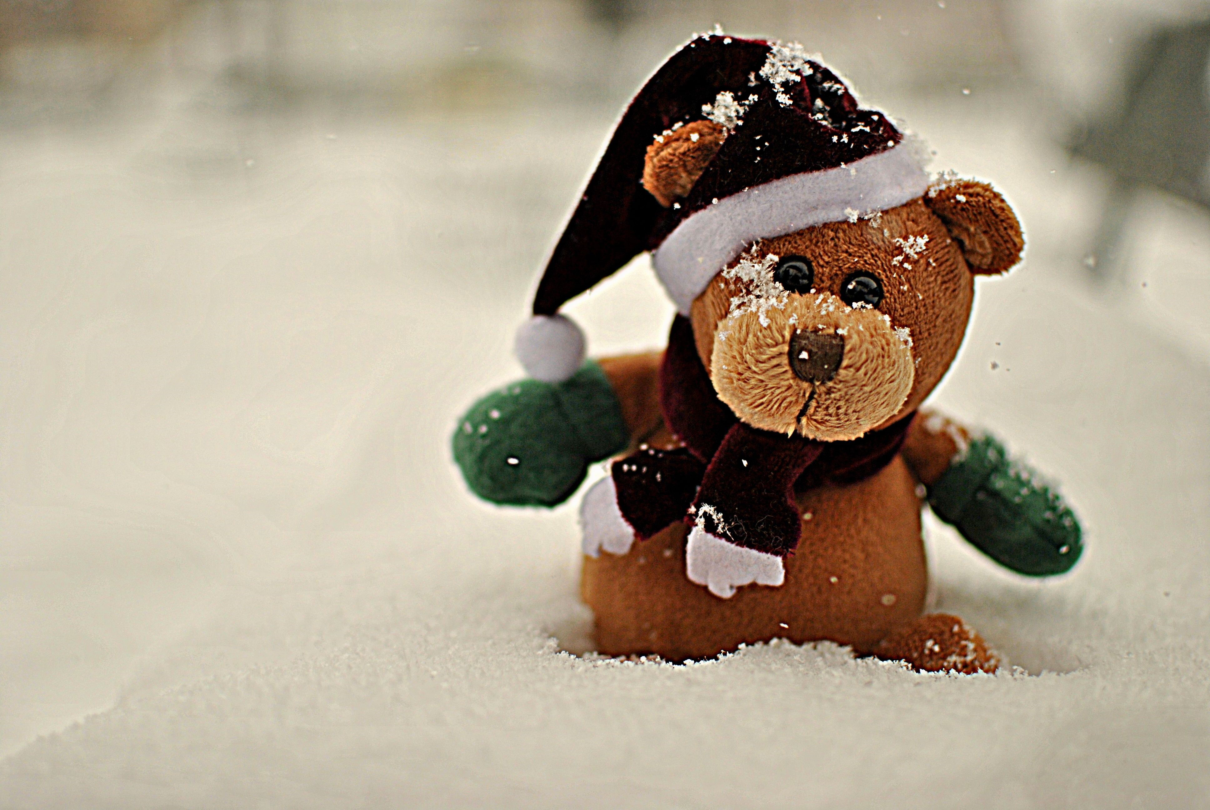 Teddy bear in snow with Santa hat HD Wallpaper