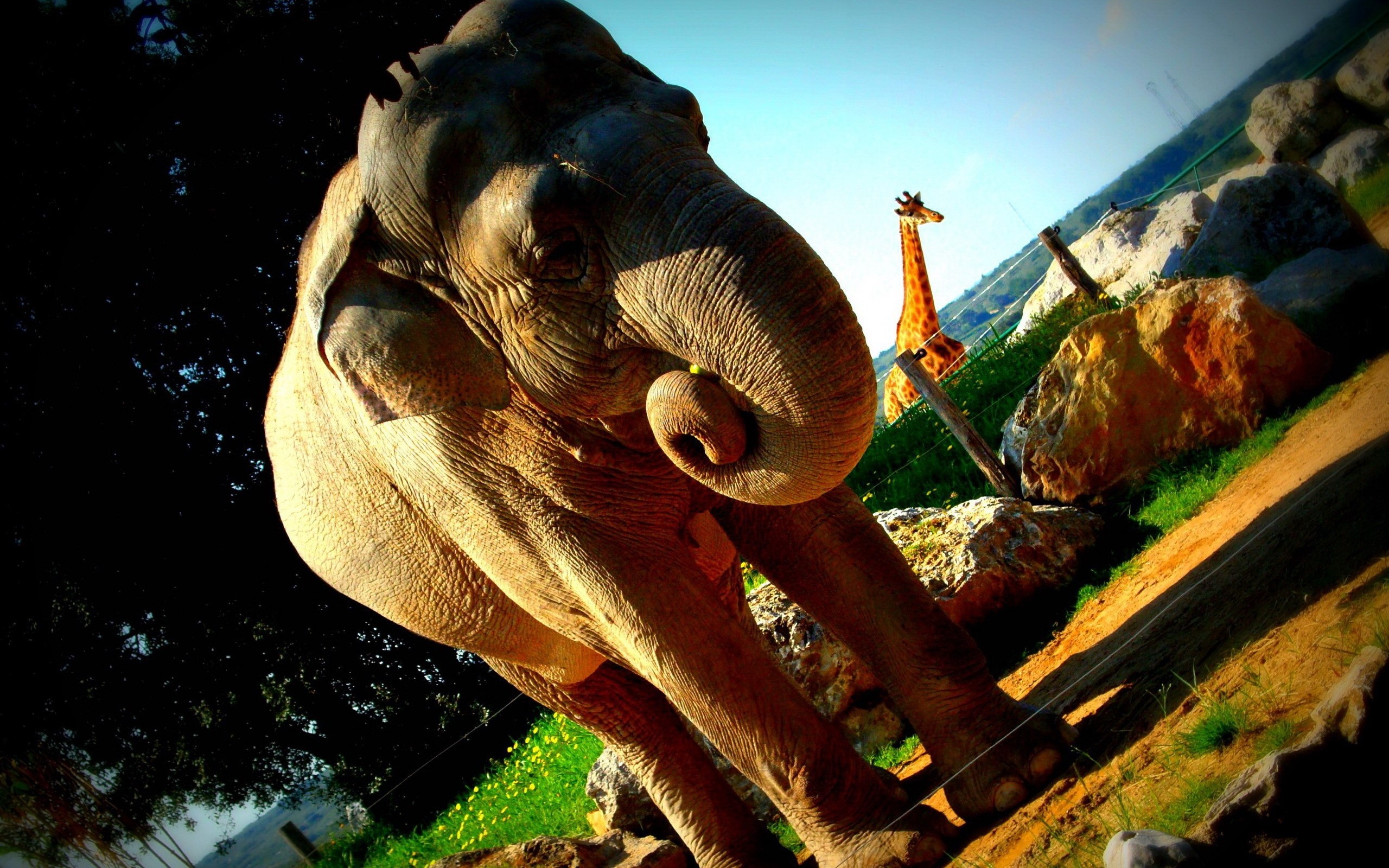 Elephant and Giraffe in a Zoo Enclosure HD Wallpaper