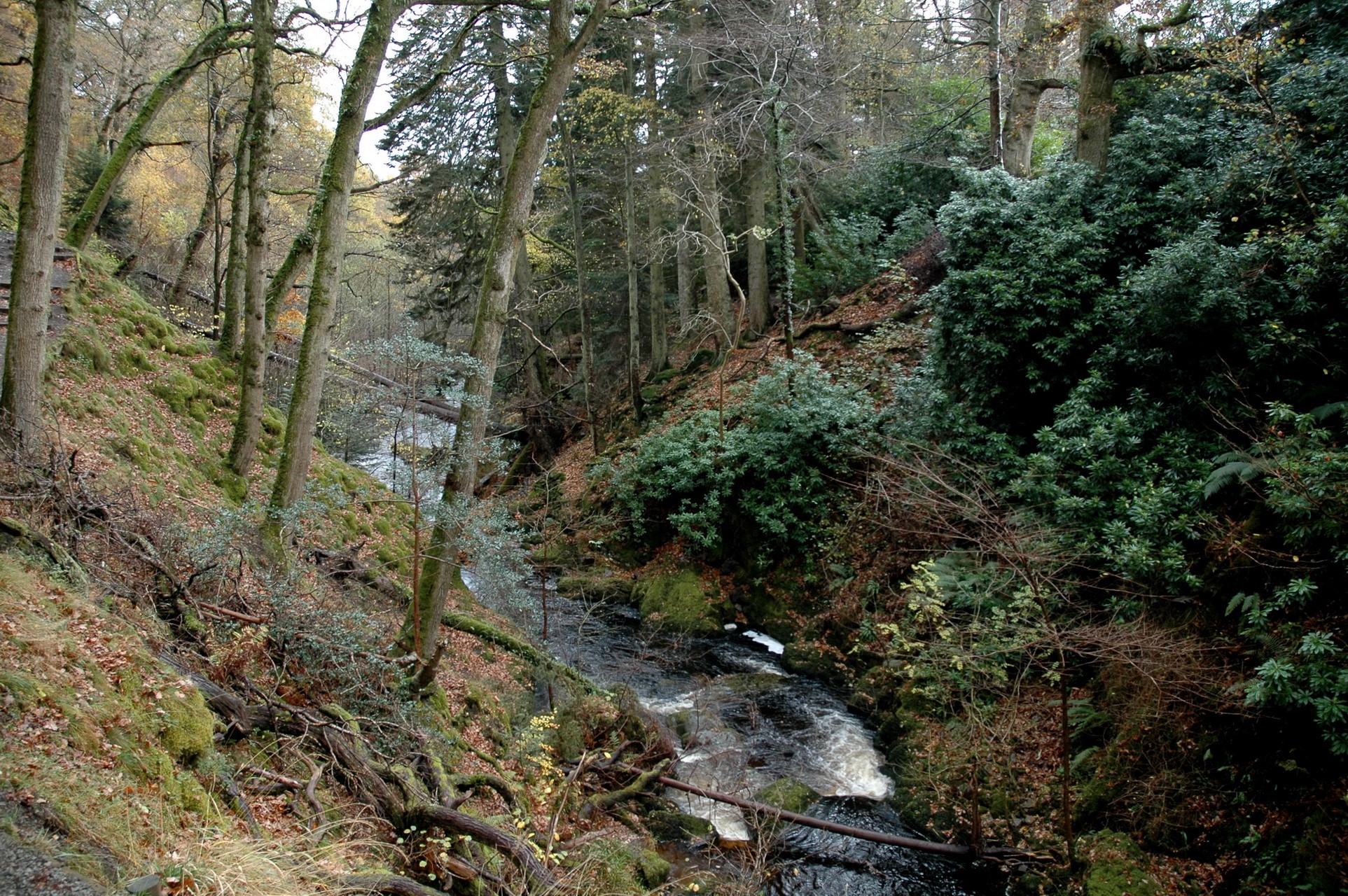 Forest stream in the Lake District National Park HD Wallpaper