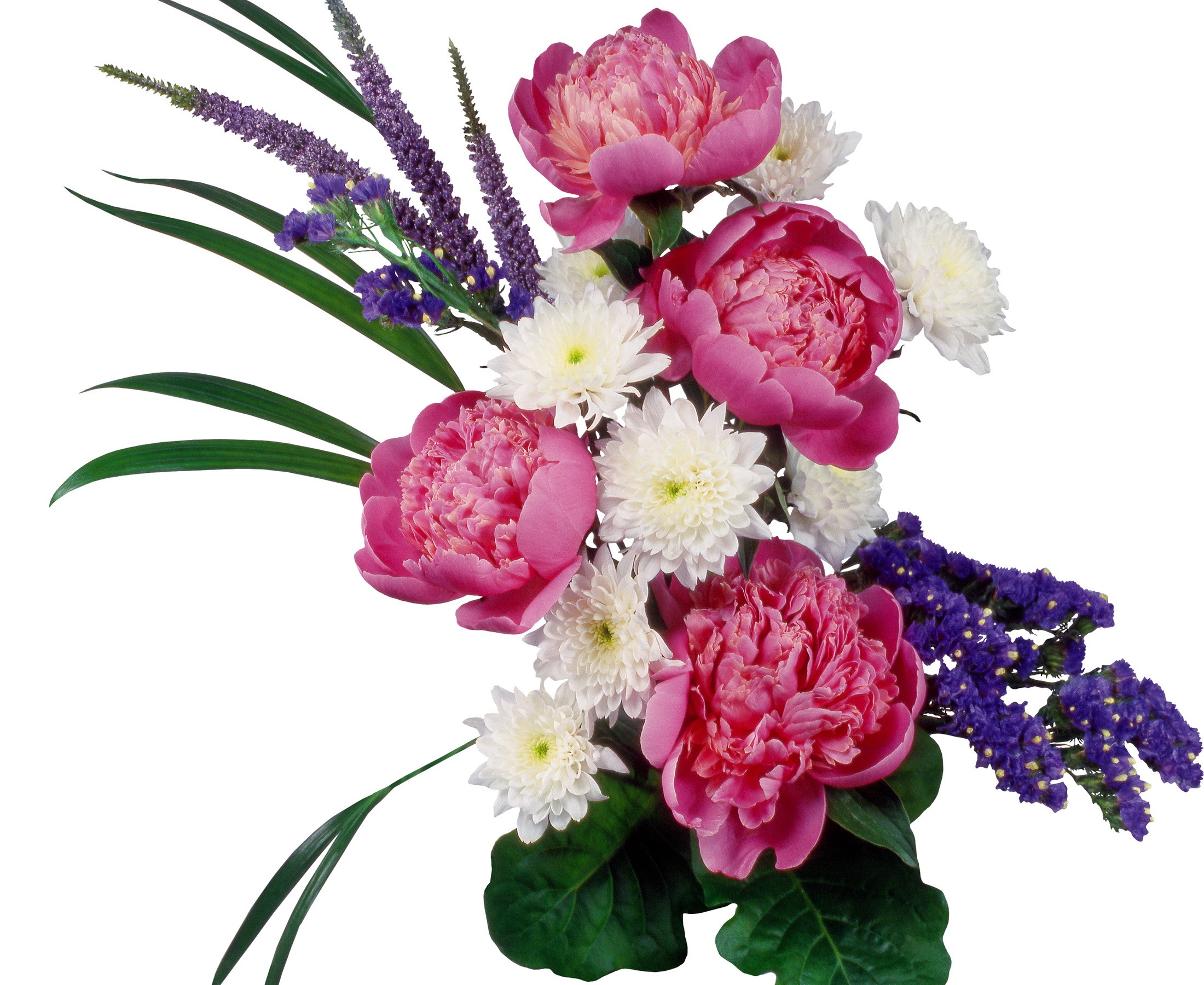 Pink peonies and white chrysanthemums bouquet HD Wallpaper