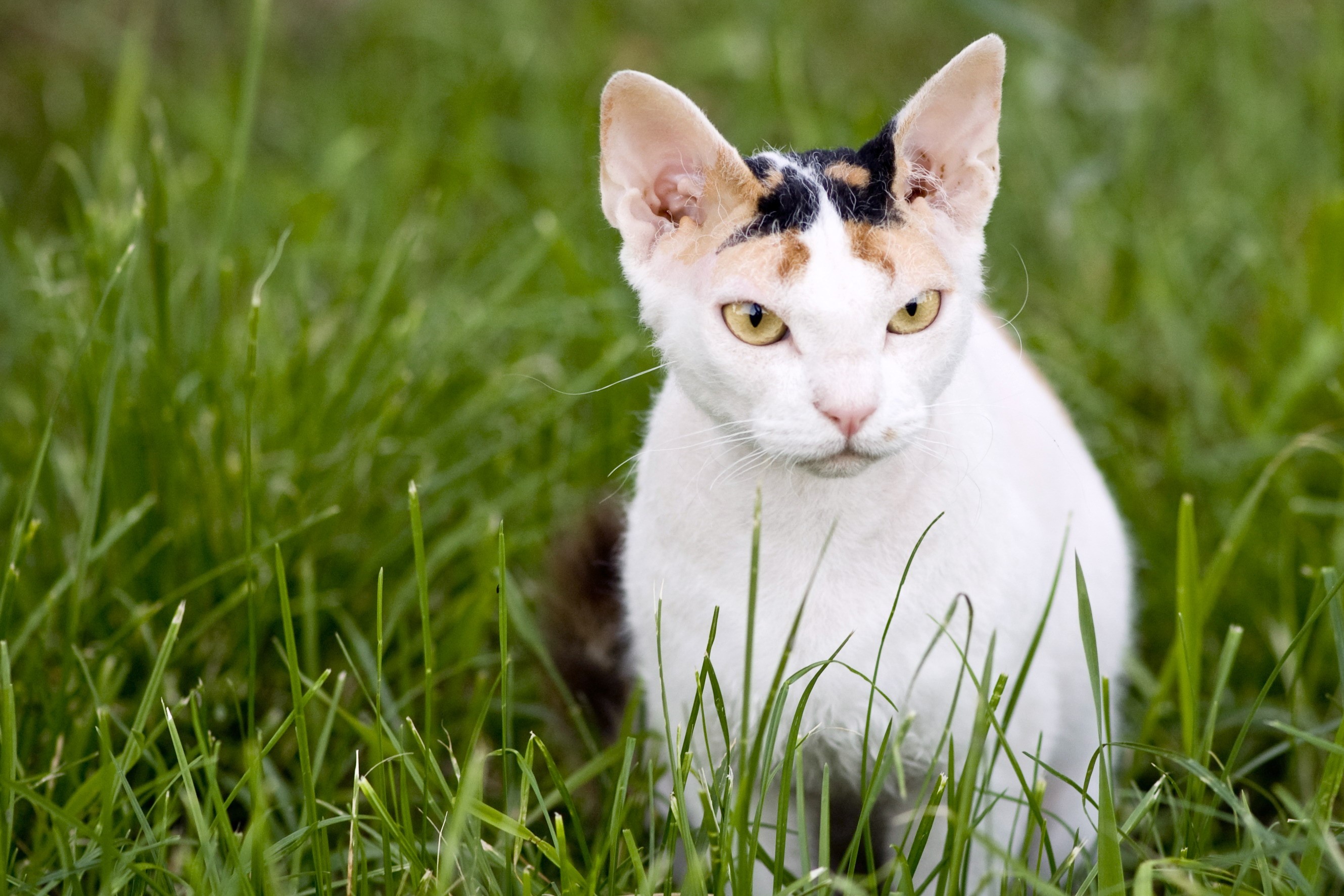 Devon Rex cat sitting in green grass HD Wallpaper