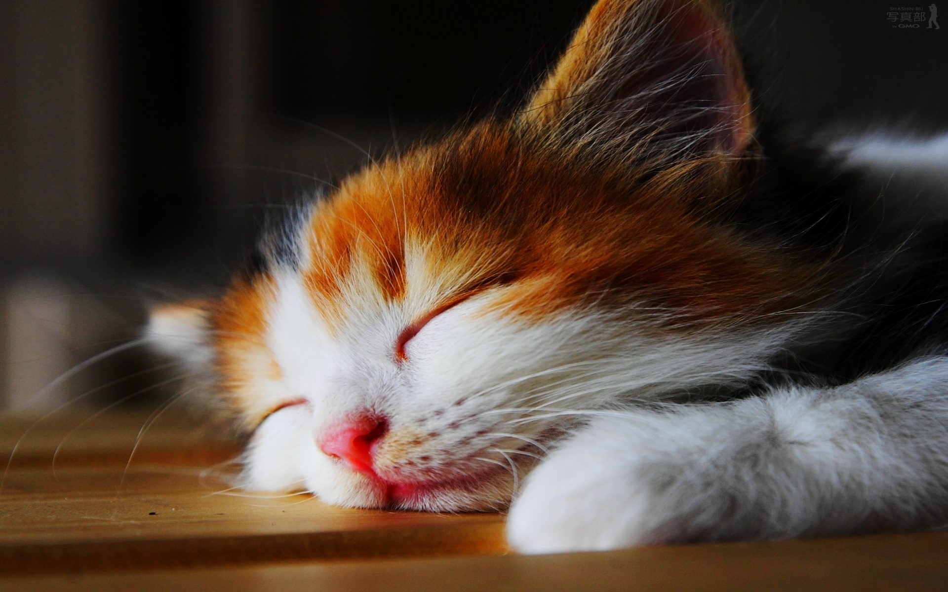 Calico kitten sleeping on a wooden surface HD Wallpaper