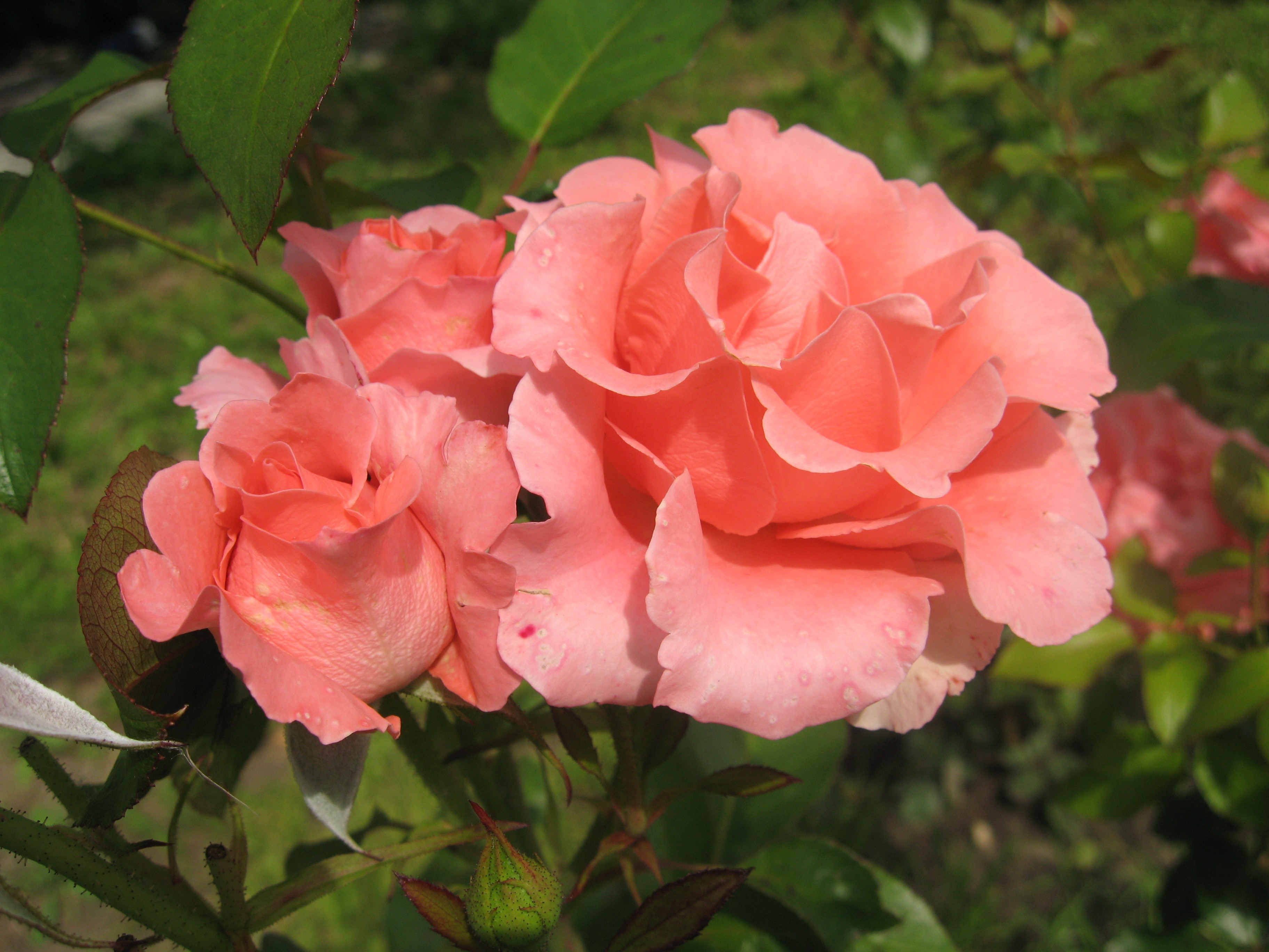 Close-up of three pink roses with water droplets HD Wallpaper