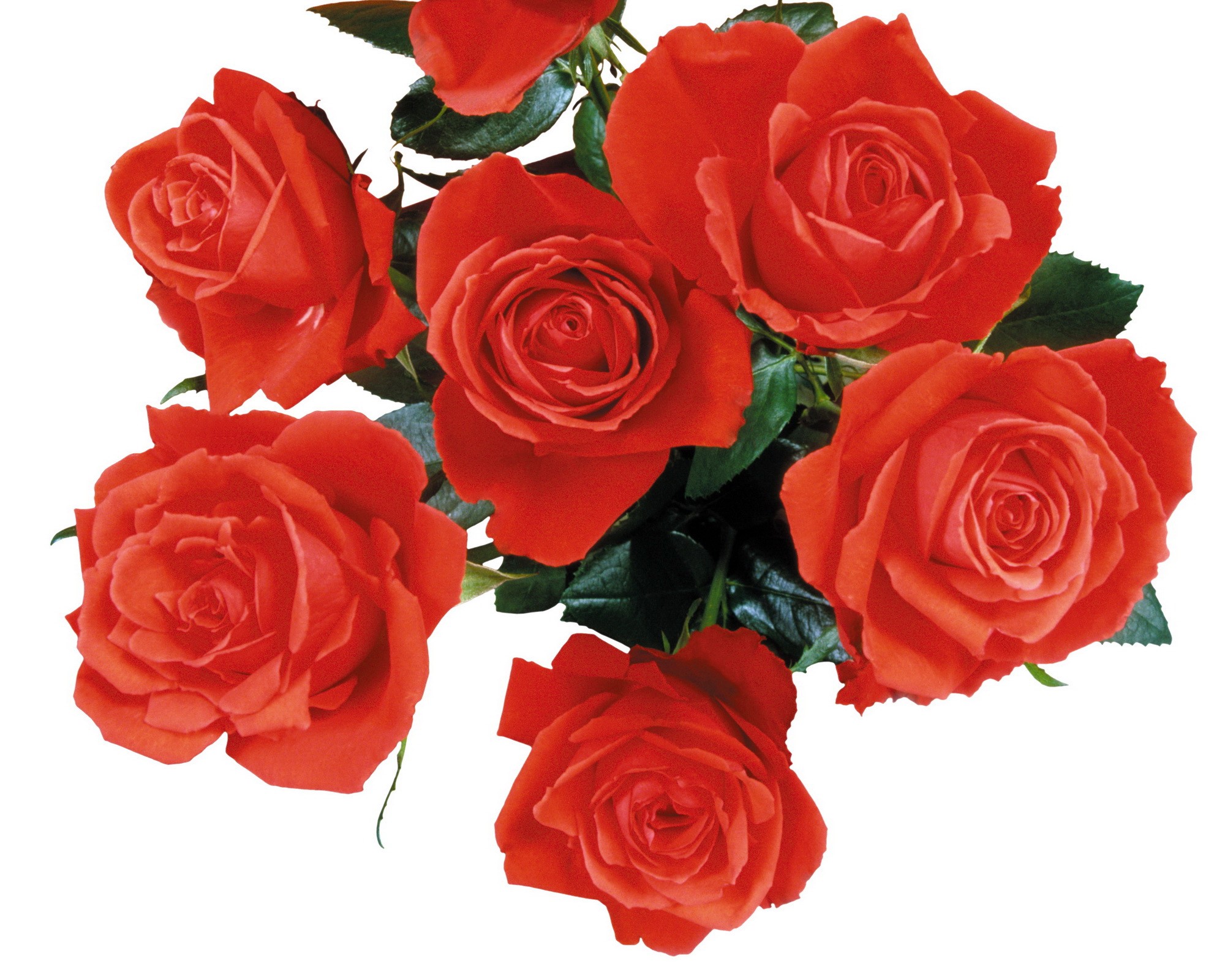 Bouquet of red roses HD Wallpaper