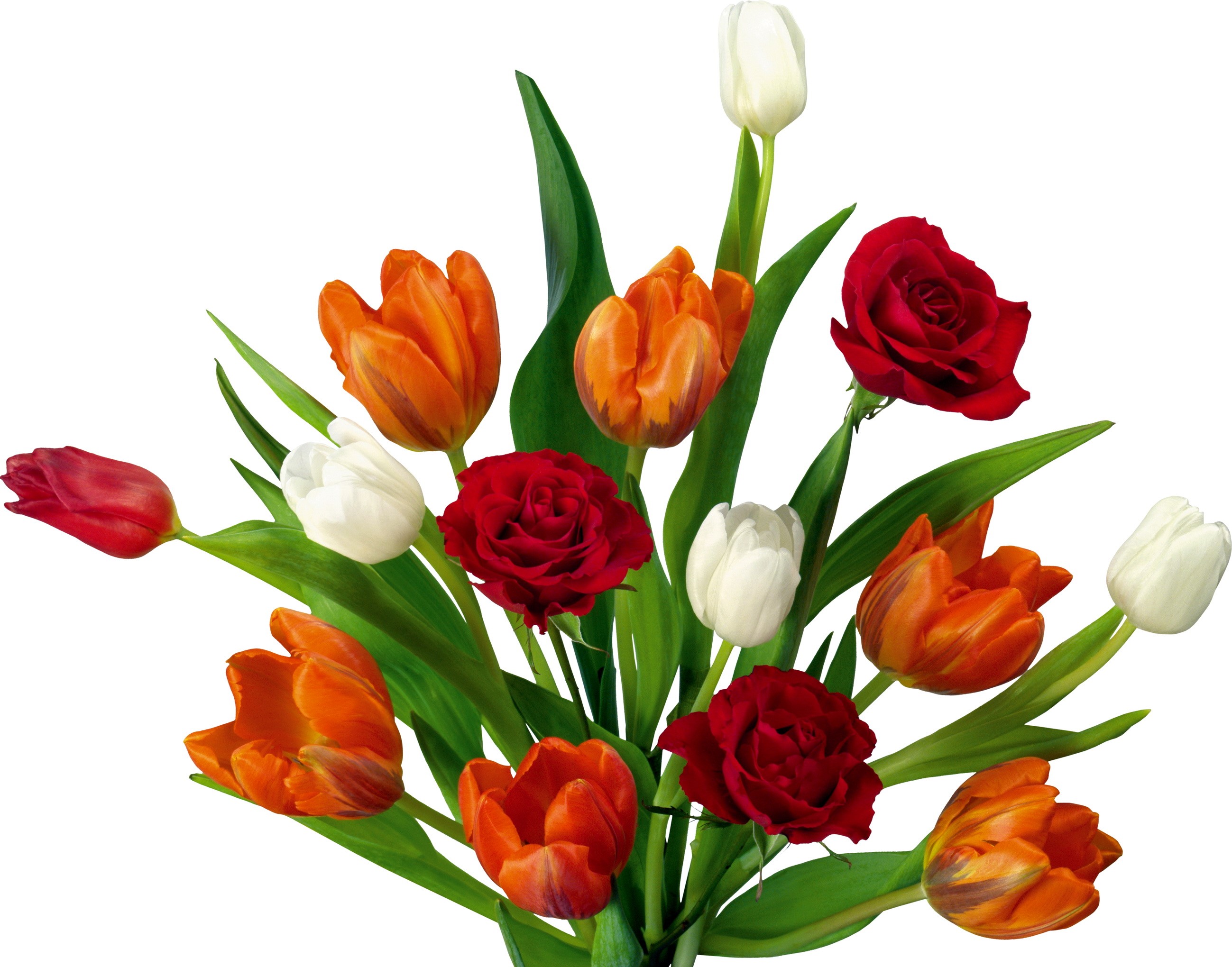 Bouquet of red roses and orange and white tulips HD Wallpaper