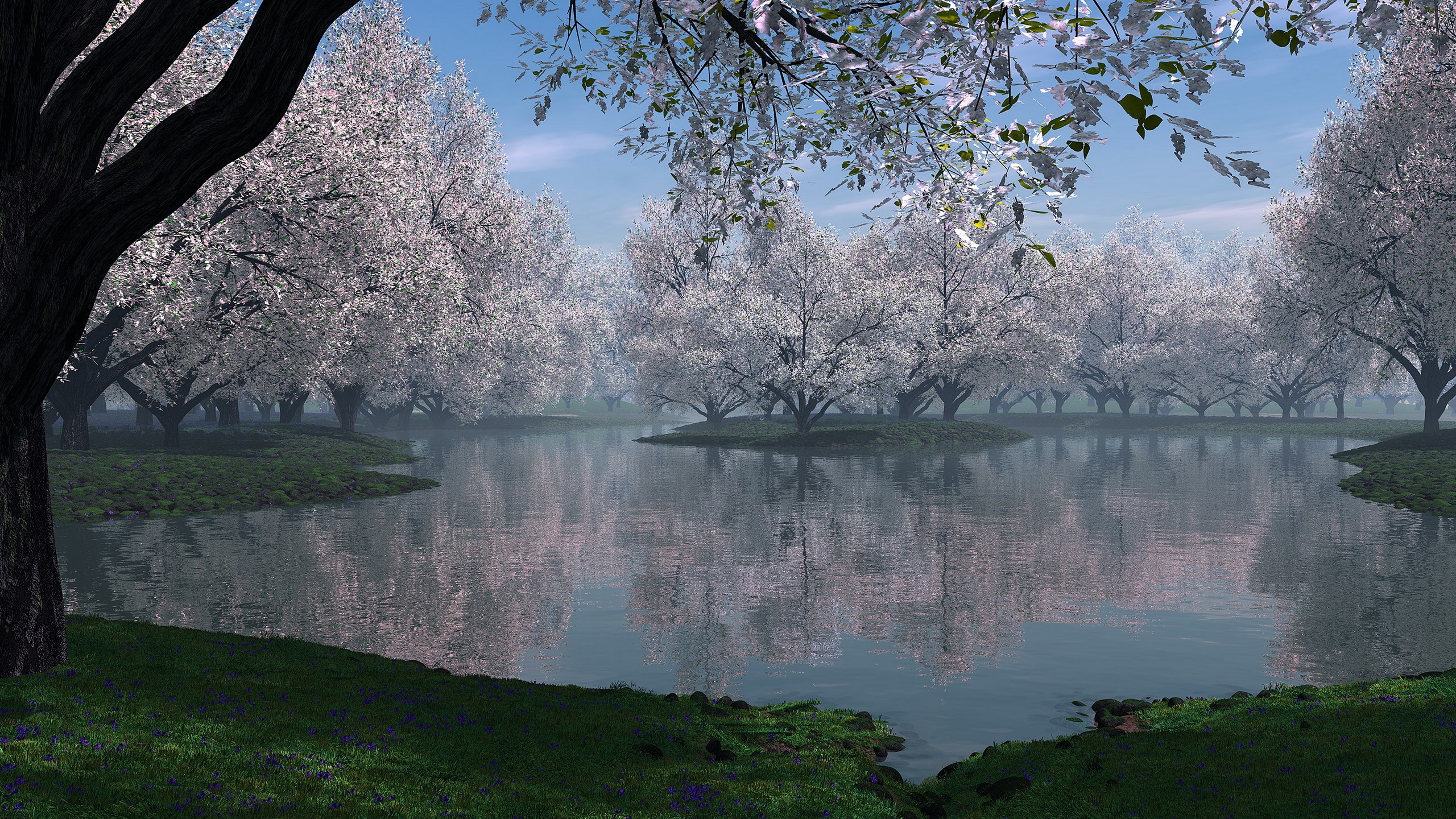A tranquil lake surrounded by blooming cherry trees HD Wallpaper