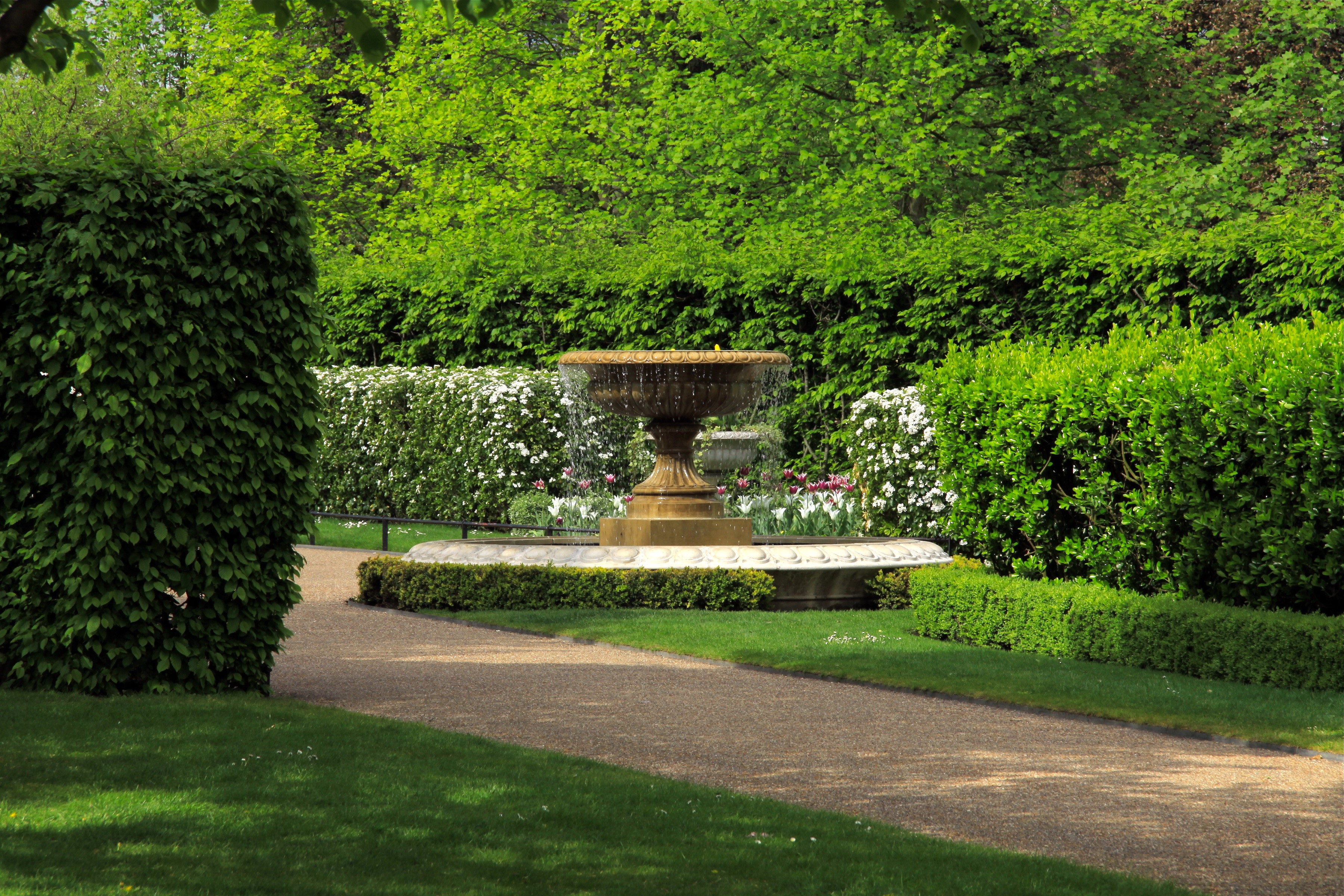 Fountain in a manicured garden with lush green hedges HD Wallpaper