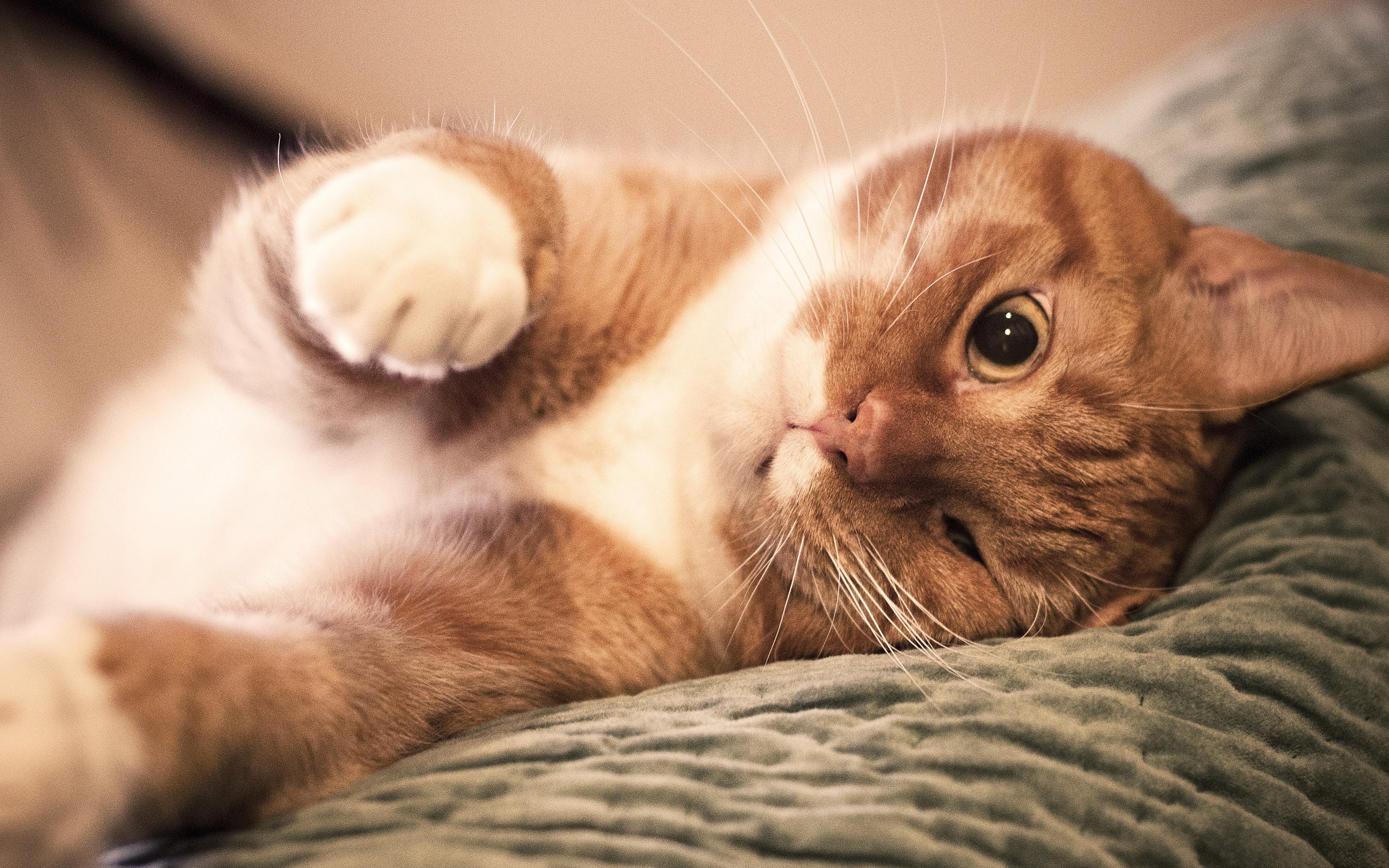 Orange tabby cat lying on a textured surface HD Wallpaper
