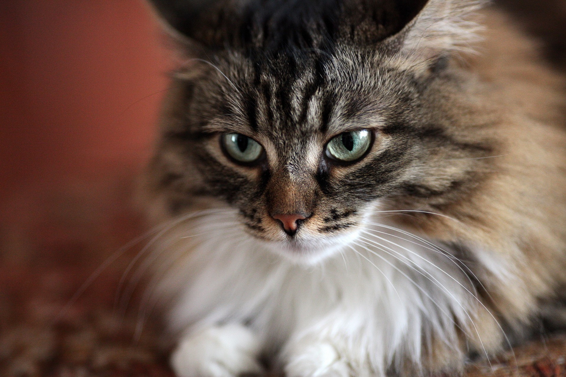 Close-up of a fluffy tabby cat with green eyes HD Wallpaper