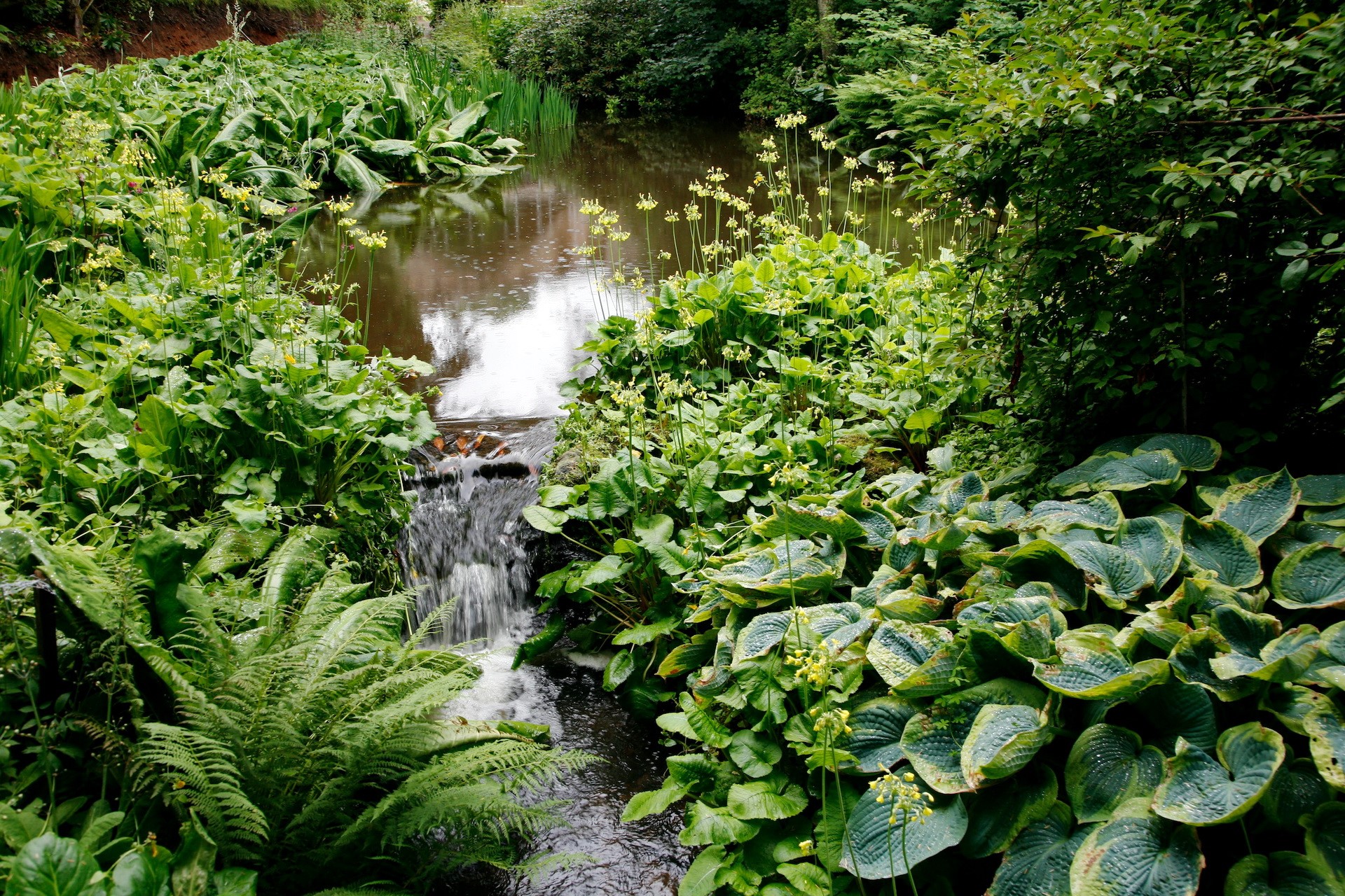 A small waterfall flows into a pond surrounded by lush greenery HD Wallpaper