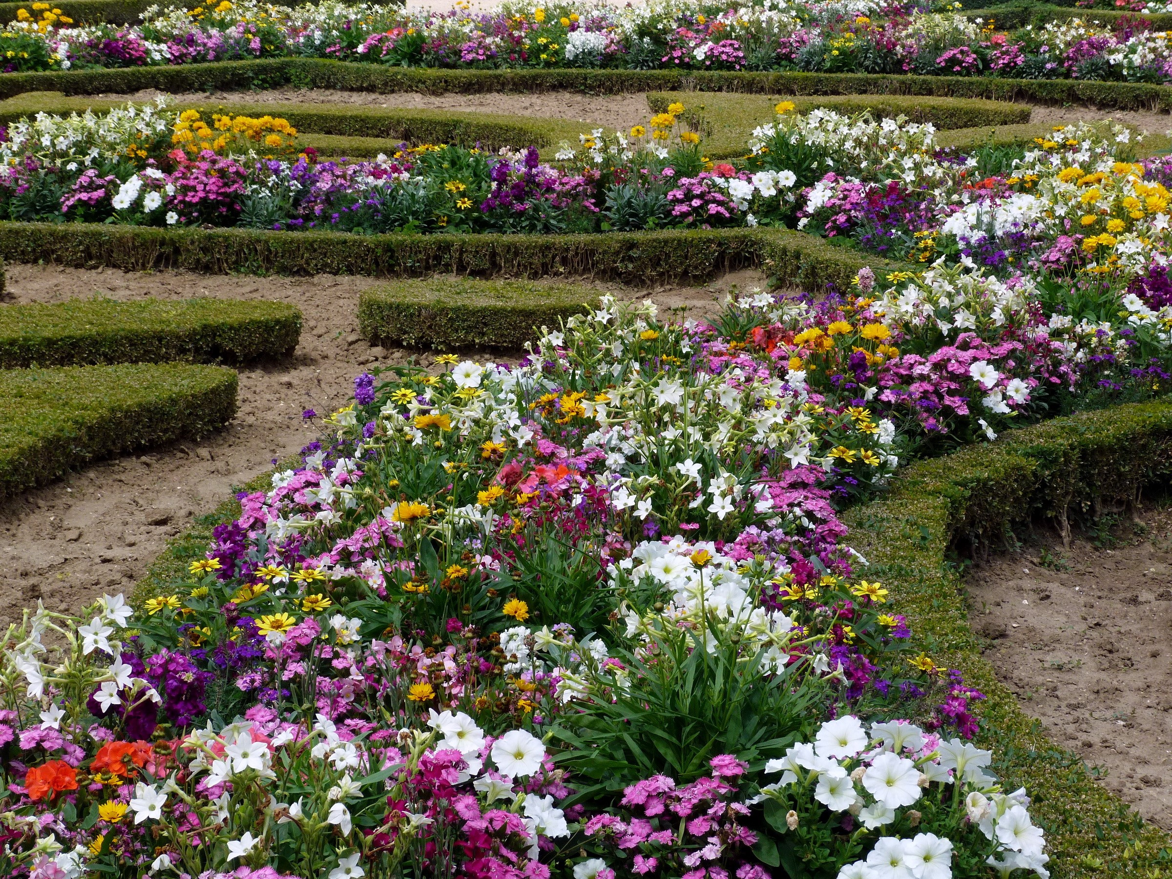 A formal garden with manicured hedges and colorful flower beds HD Wallpaper