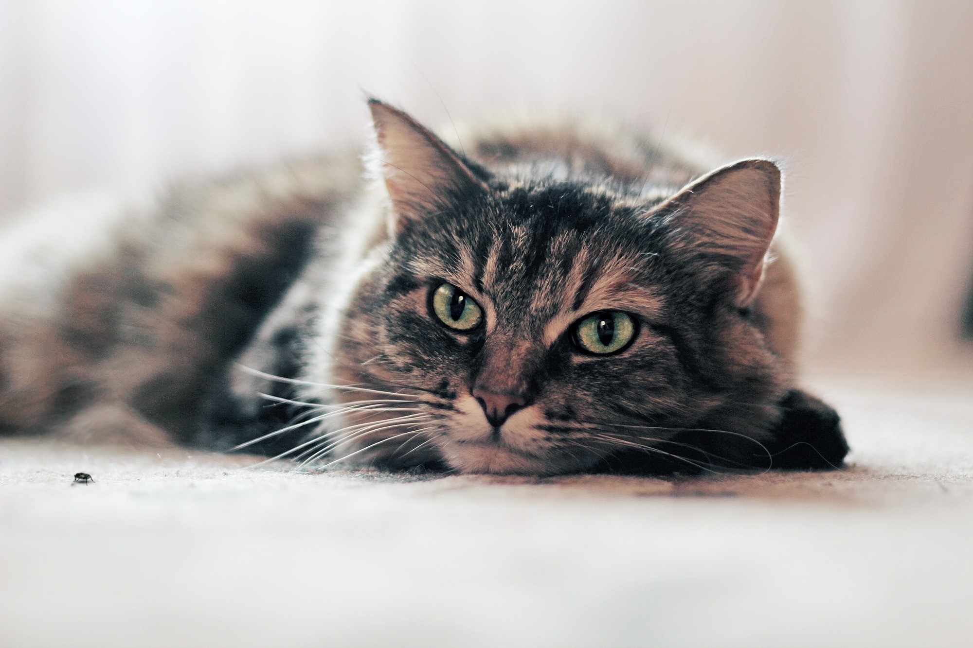 A tabby cat with green eyes lies on a carpet HD Wallpaper