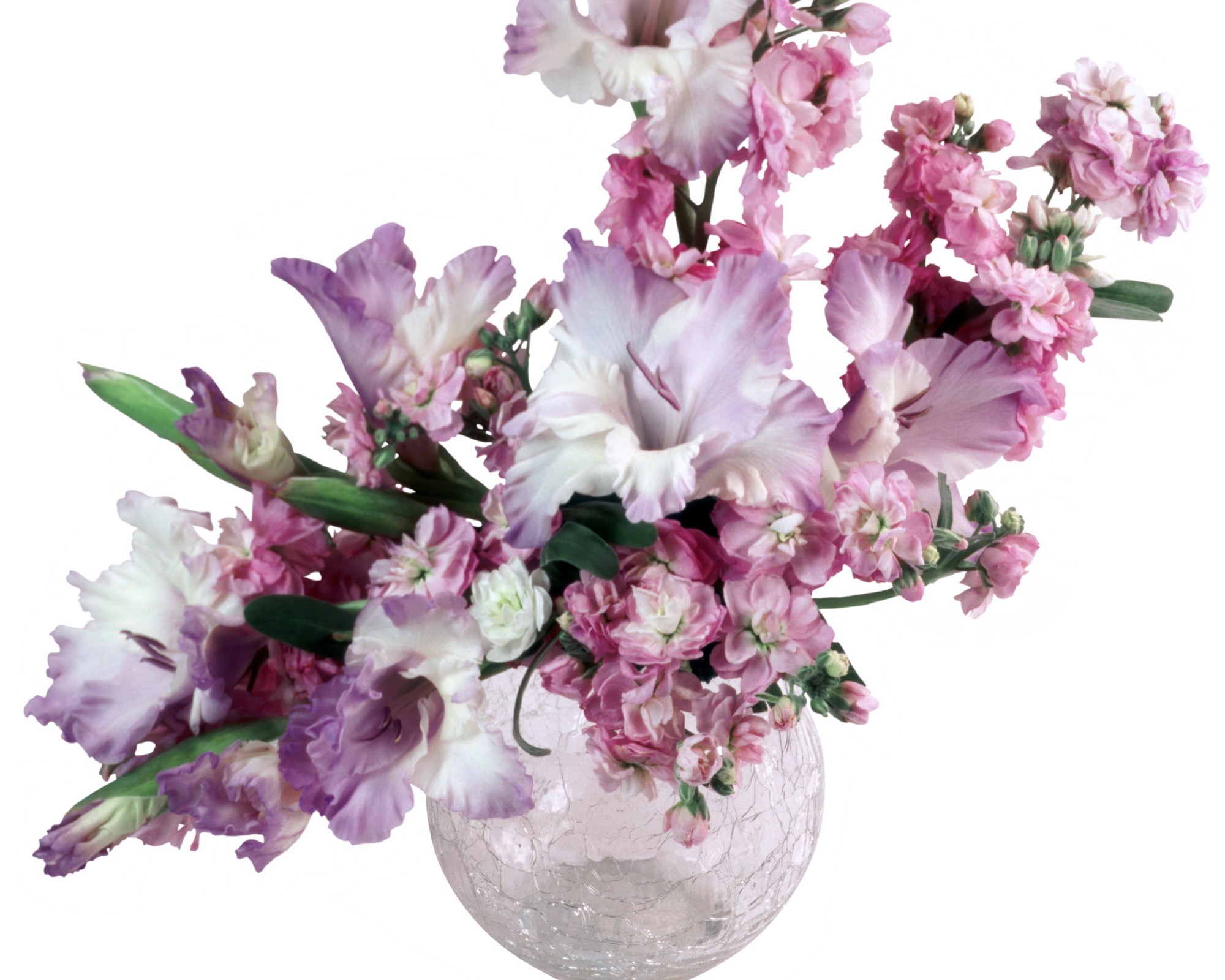 Pink and purple gladiolus flowers in a vase HD Wallpaper