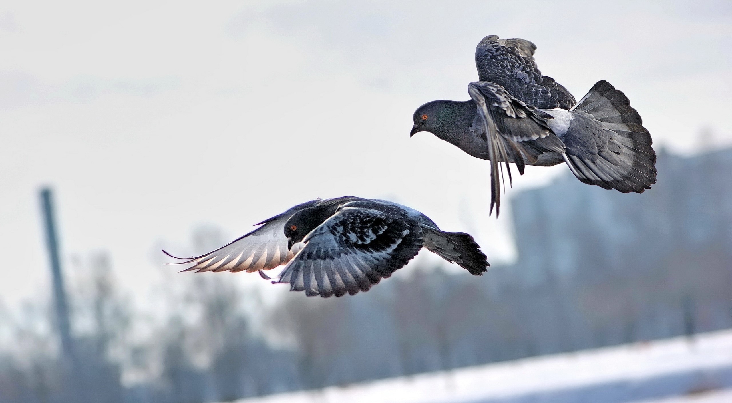 Two pigeons flying in the sky HD Wallpaper