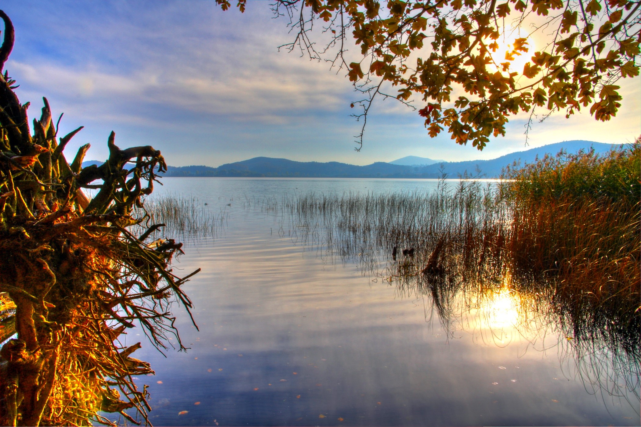 Lake with reeds and driftwood in autumn HD Wallpaper