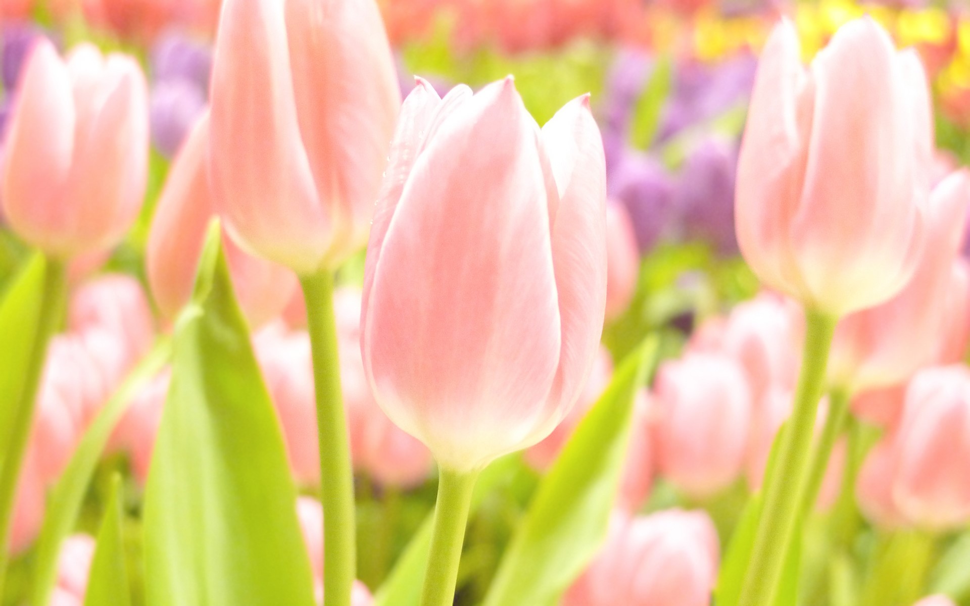 Pink tulips in a field HD Wallpaper