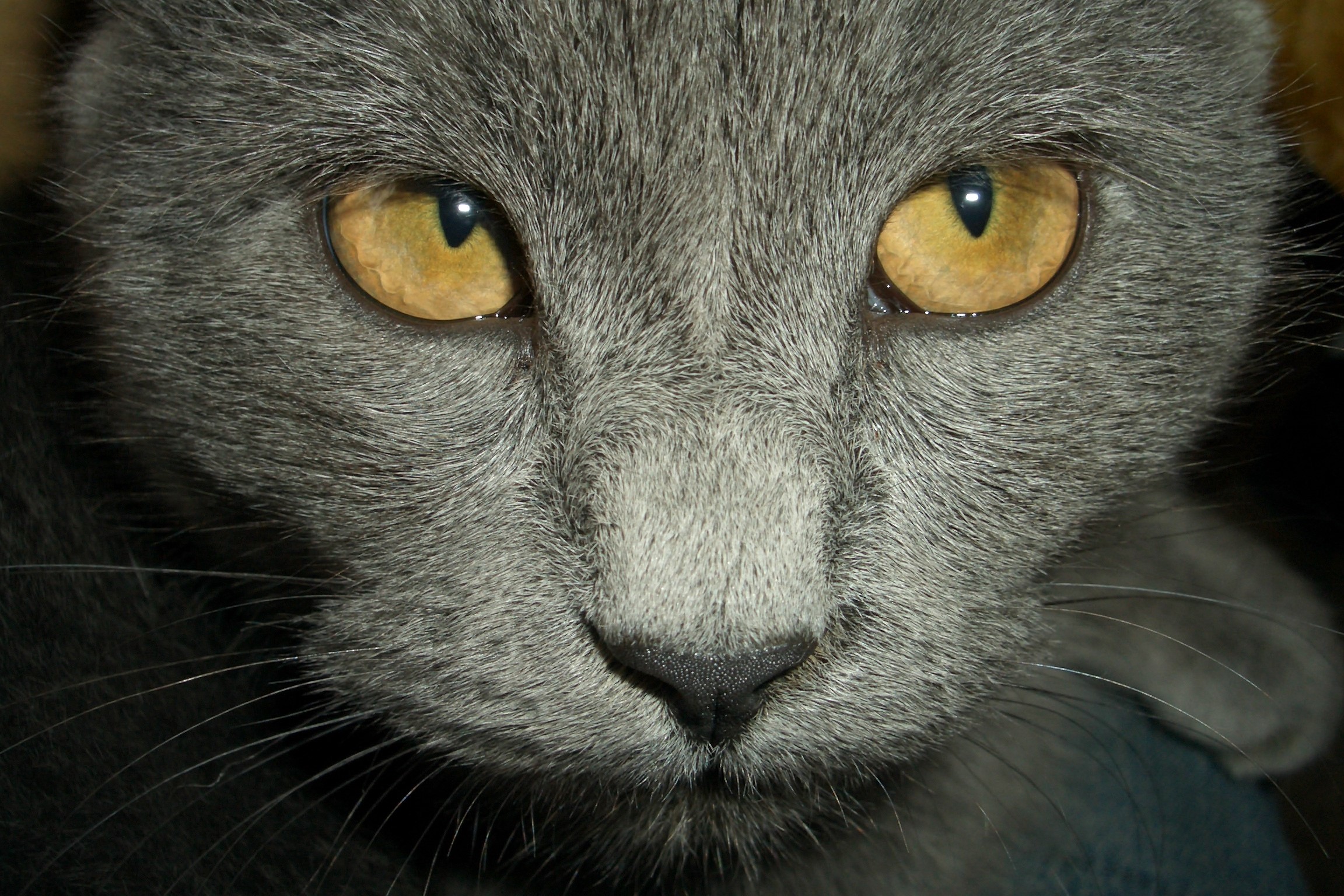 Close-up of a gray cat's face HD Wallpaper
