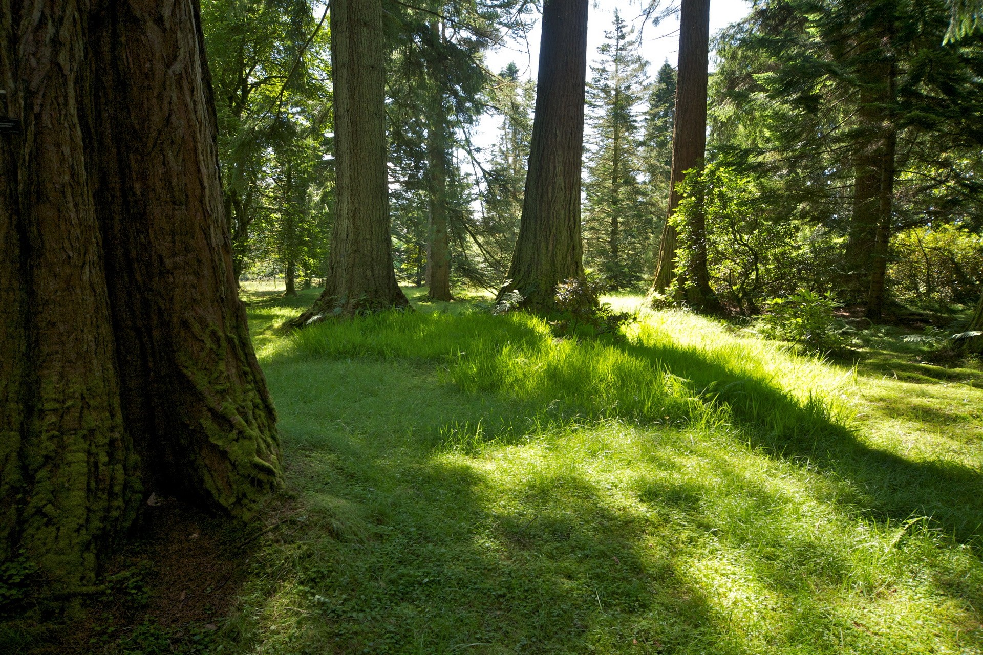 Sunlight filtering through trees in a forest HD Wallpaper