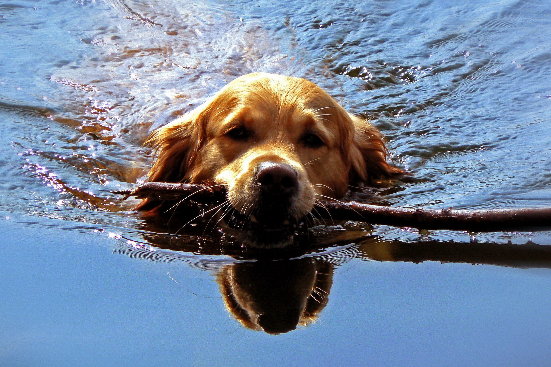 Golden Retriever dog swimming with a stick HD Wallpaper