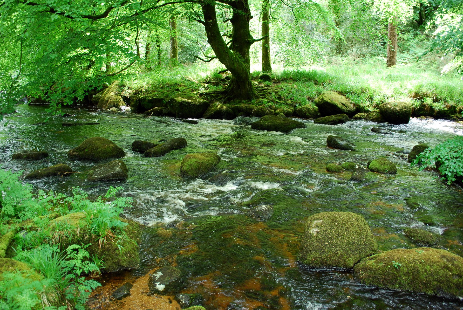 Mossy rocks in a flowing river in a forest HD Wallpaper