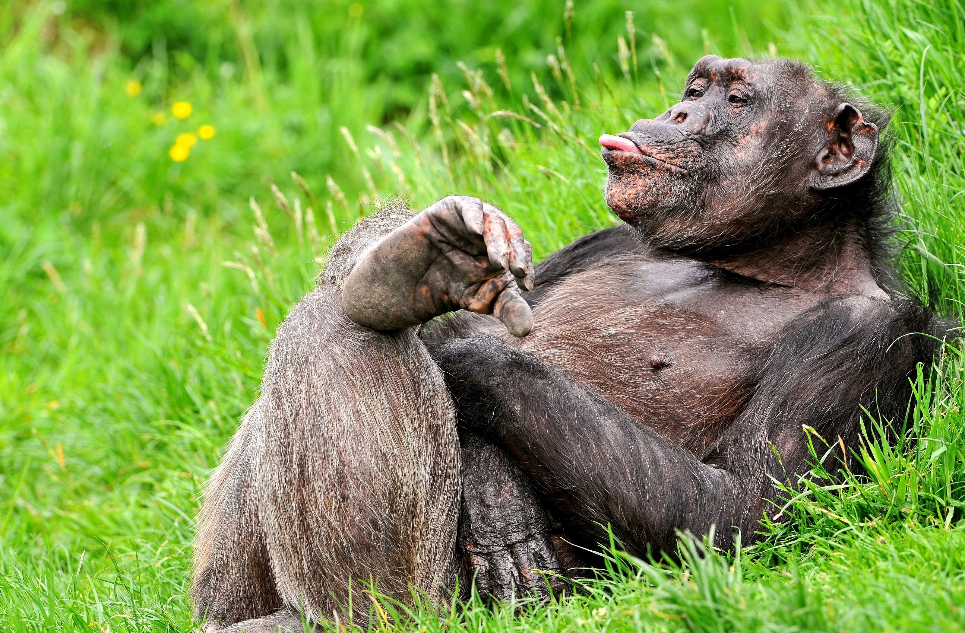 Chimpanzee lying in green grass with tongue out HD Wallpaper