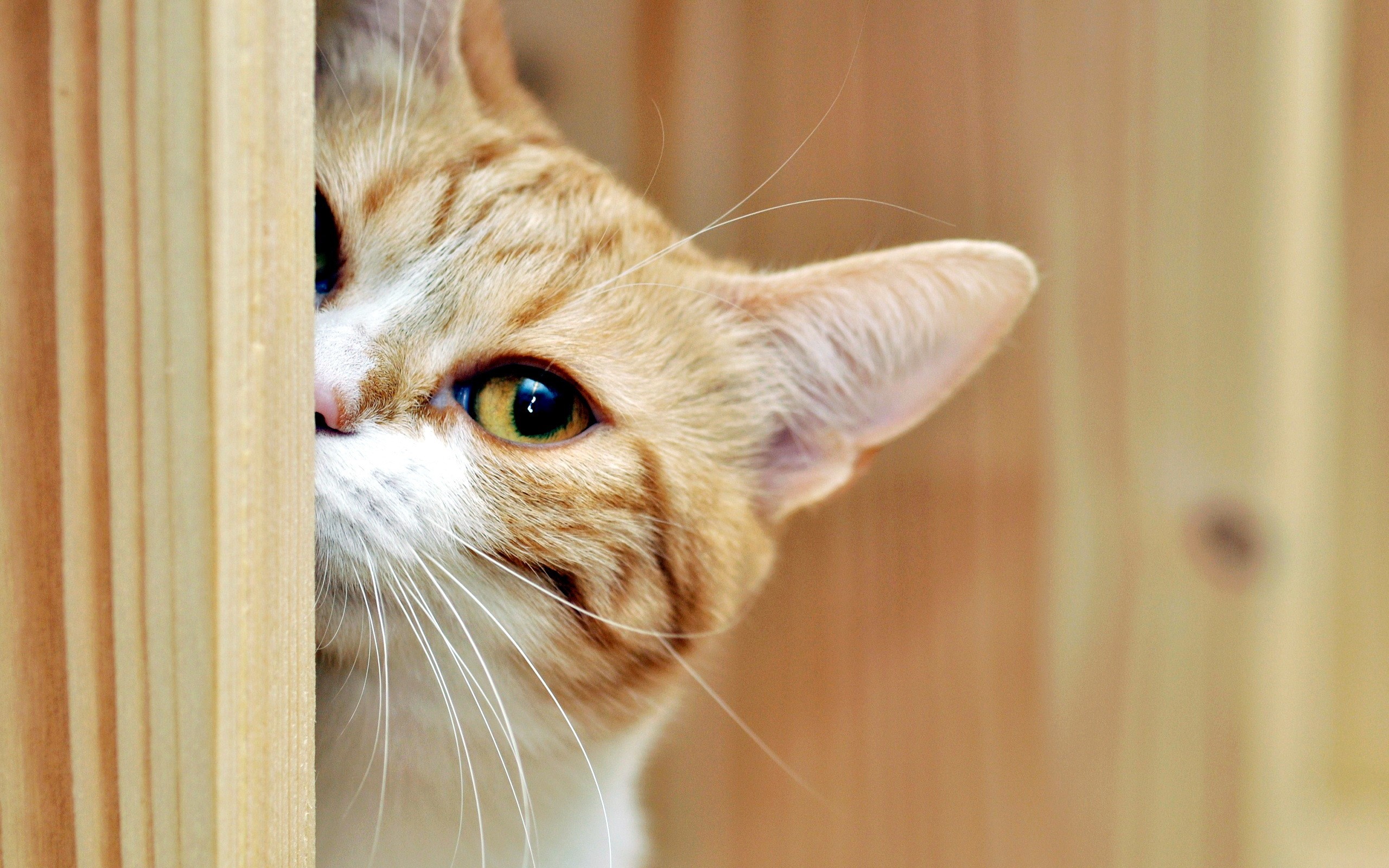 Orange tabby cat peeking from behind wooden planks HD Wallpaper