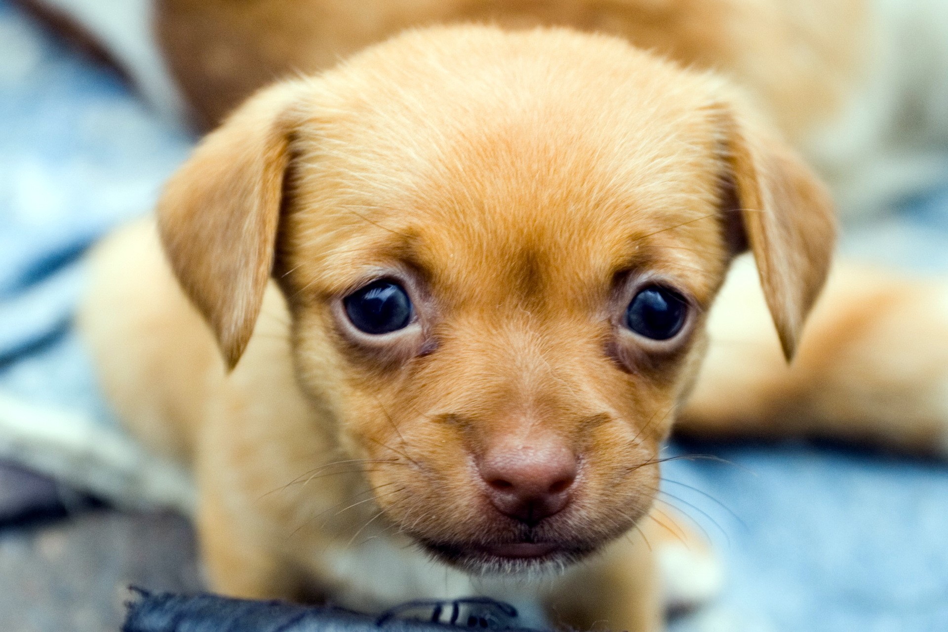 Close-up of a tan puppy's face HD Wallpaper
