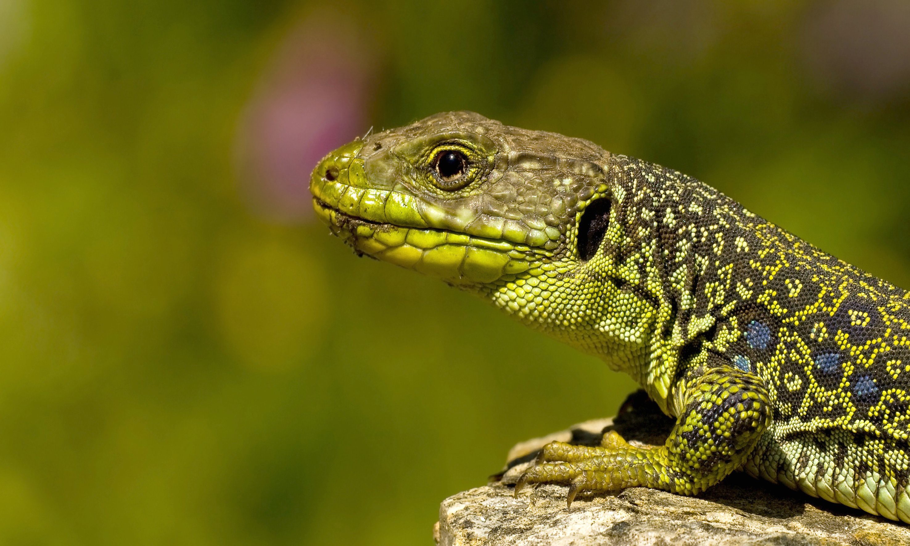 Close-up of a green lizard with black and yellow markings HD Wallpaper