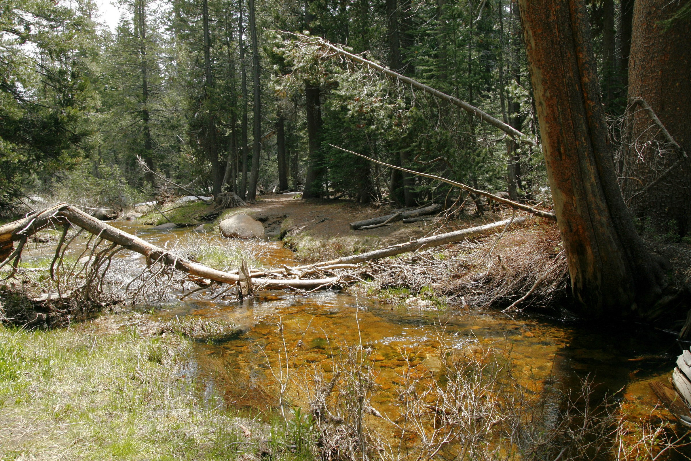 Yosemite National Park stream crossing HD Wallpaper