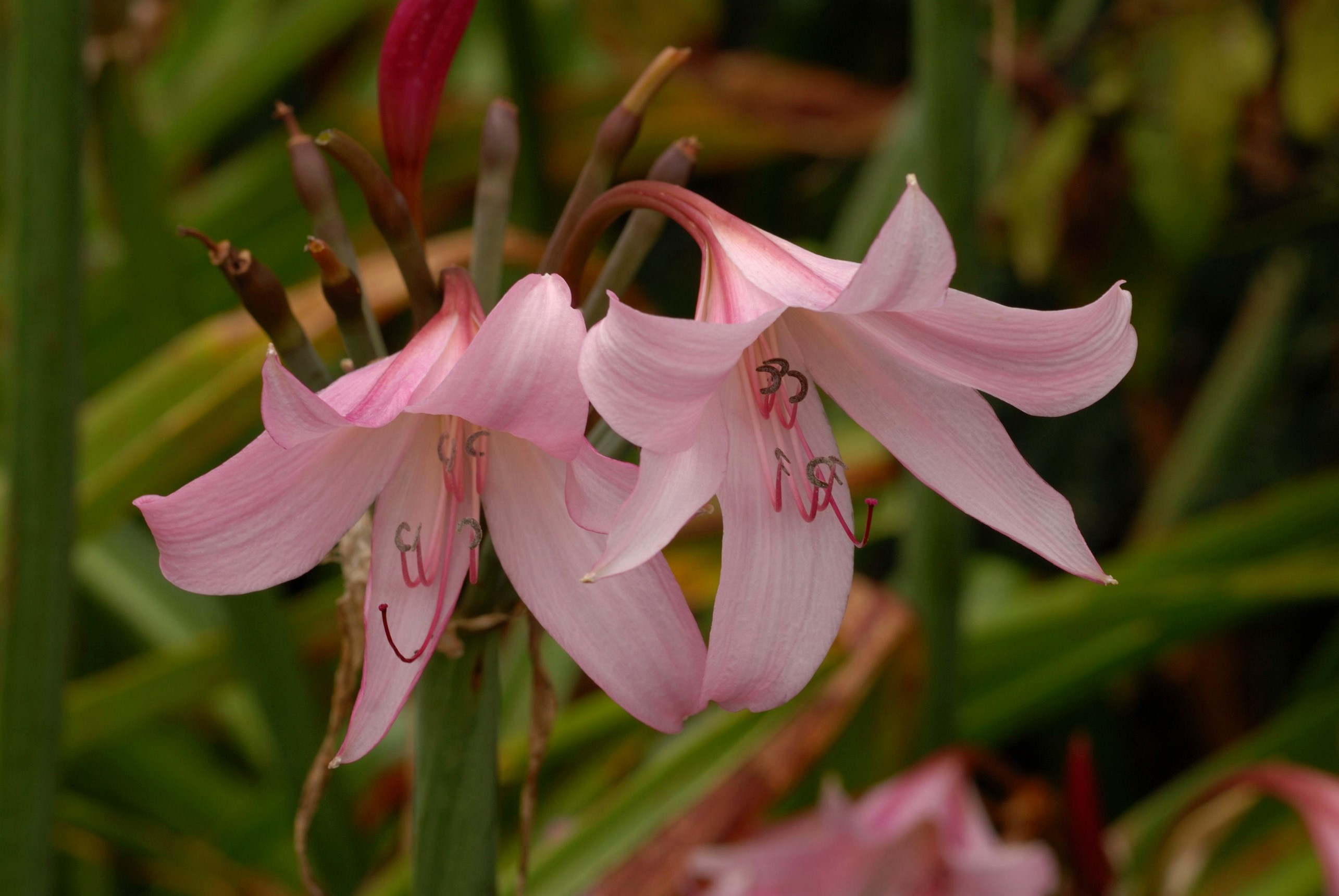 Pink Lilies in a Garden HD Wallpaper