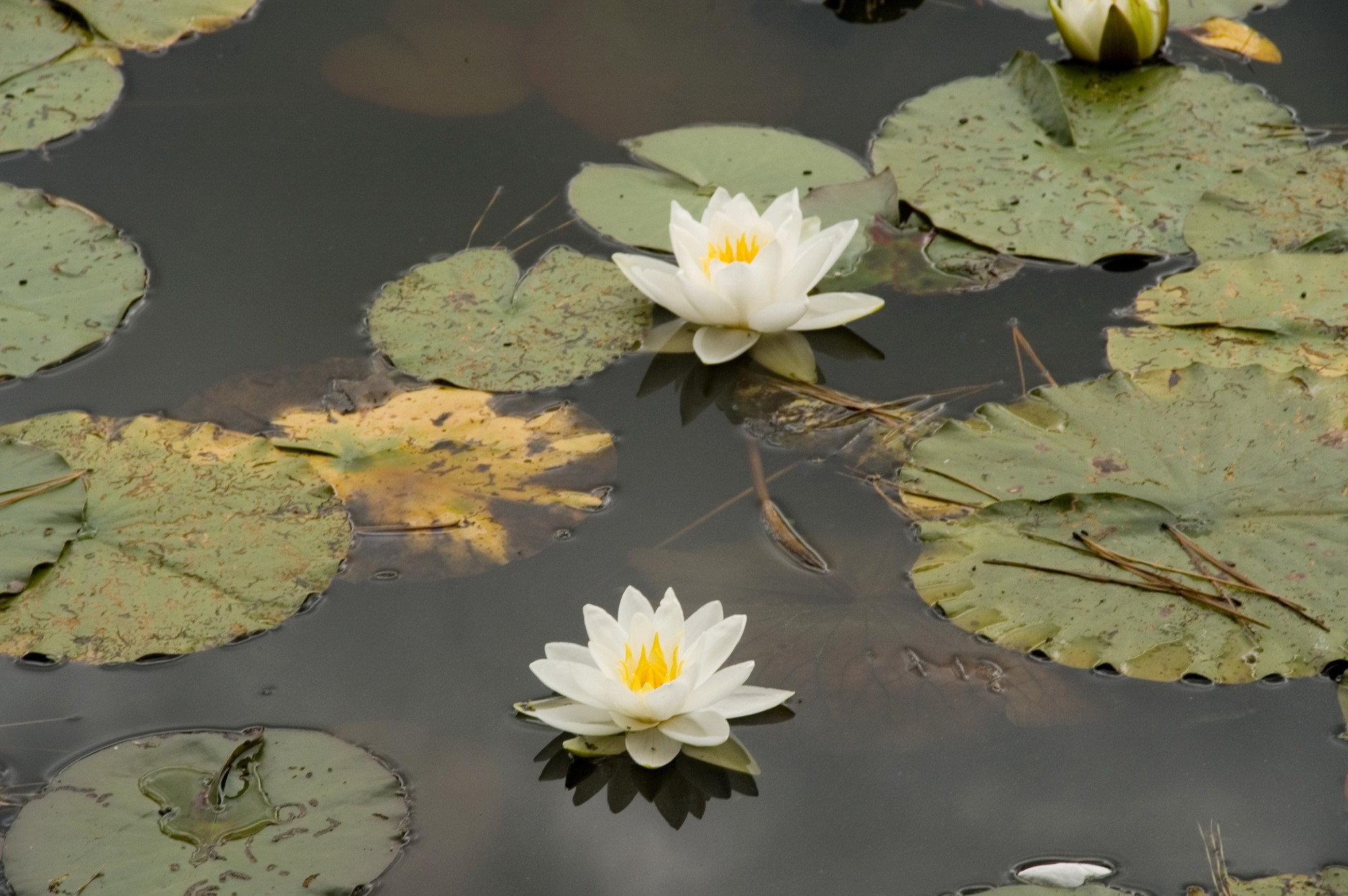 White water lilies on a dark pond HD Wallpaper
