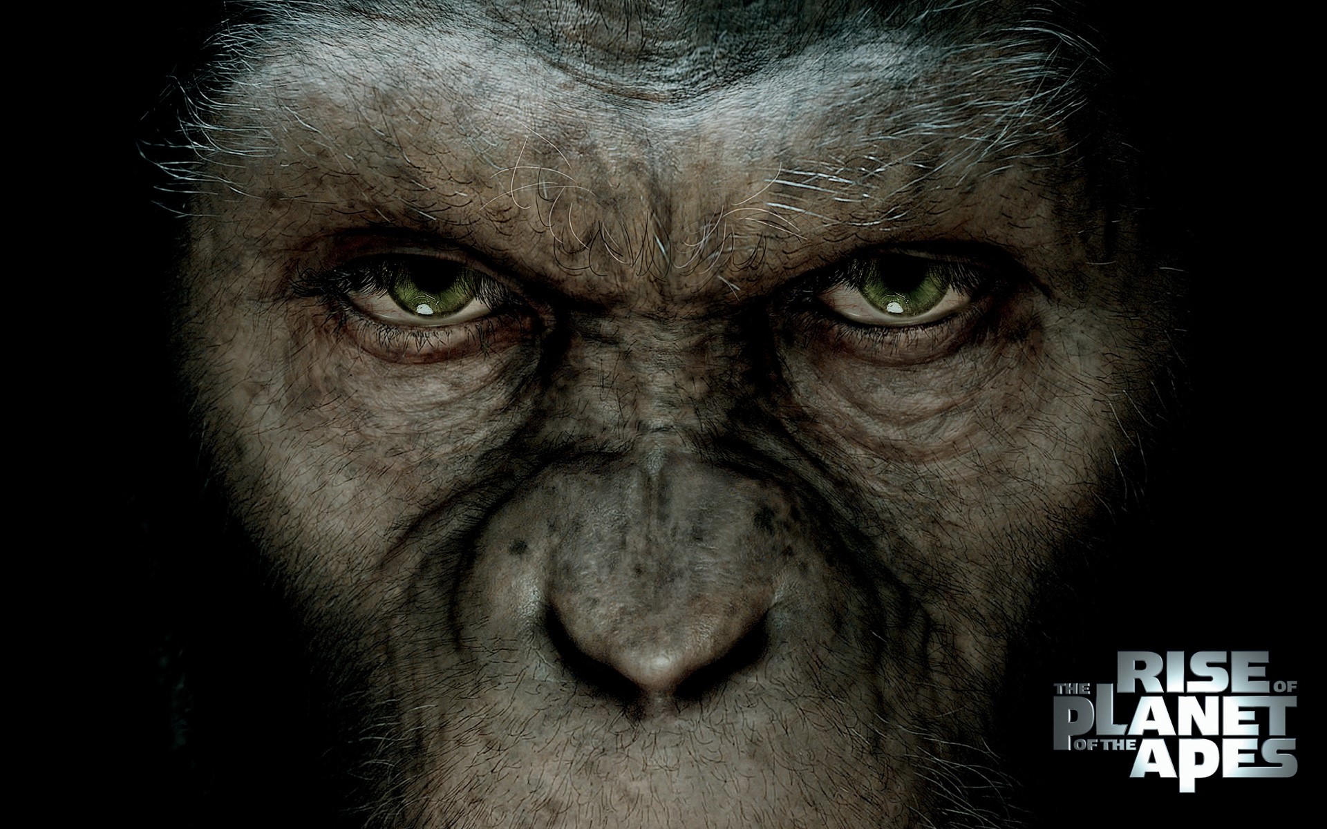Caesar from Rise of the Planet of the Apes HD Wallpaper