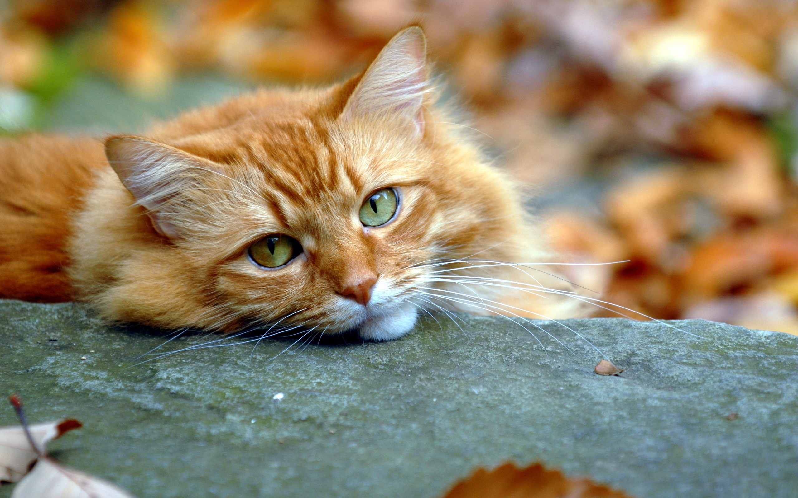 Orange cat with green eyes lying down HD Wallpaper