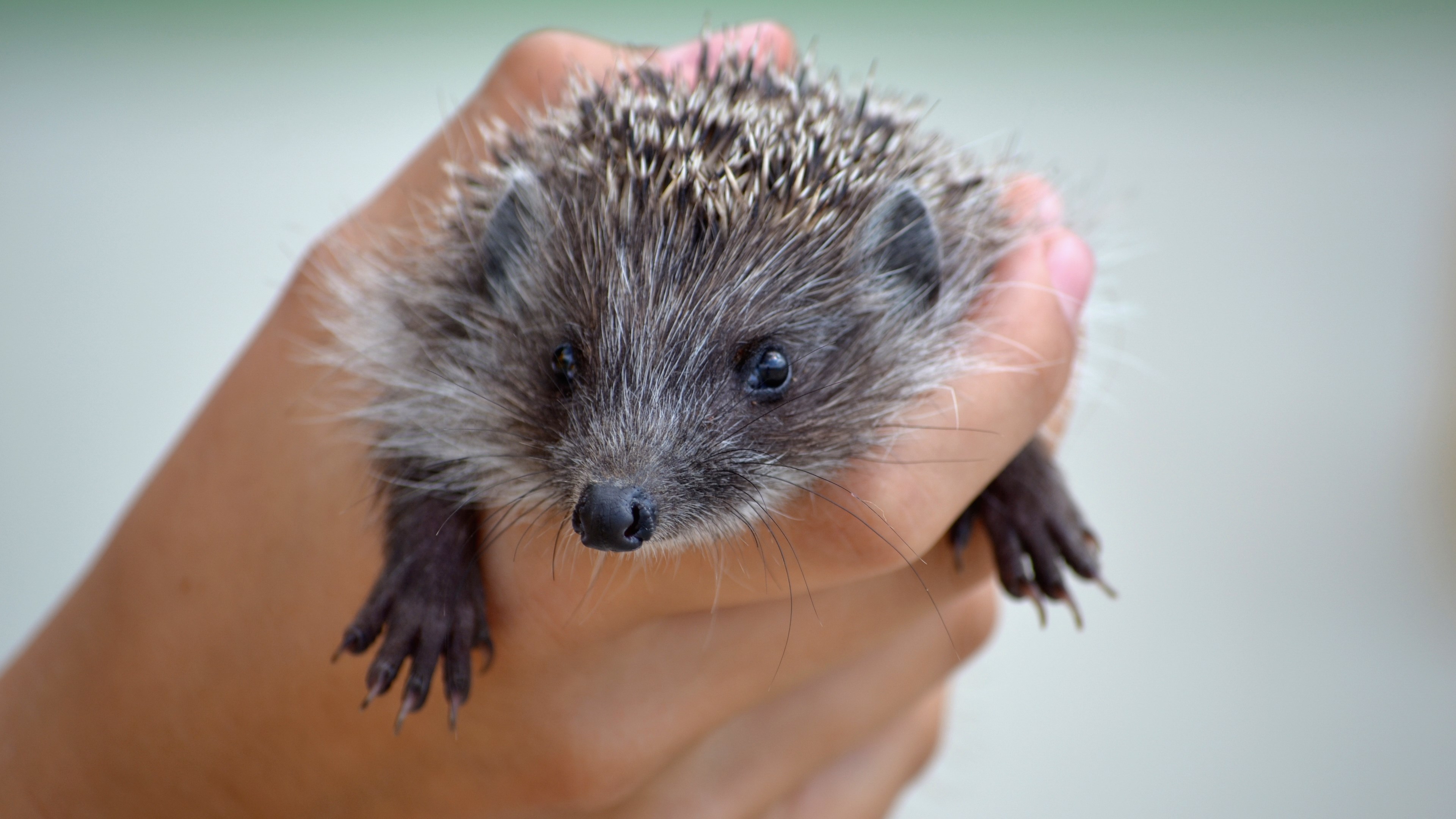 Hedgehog held in a person's hand HD Wallpaper