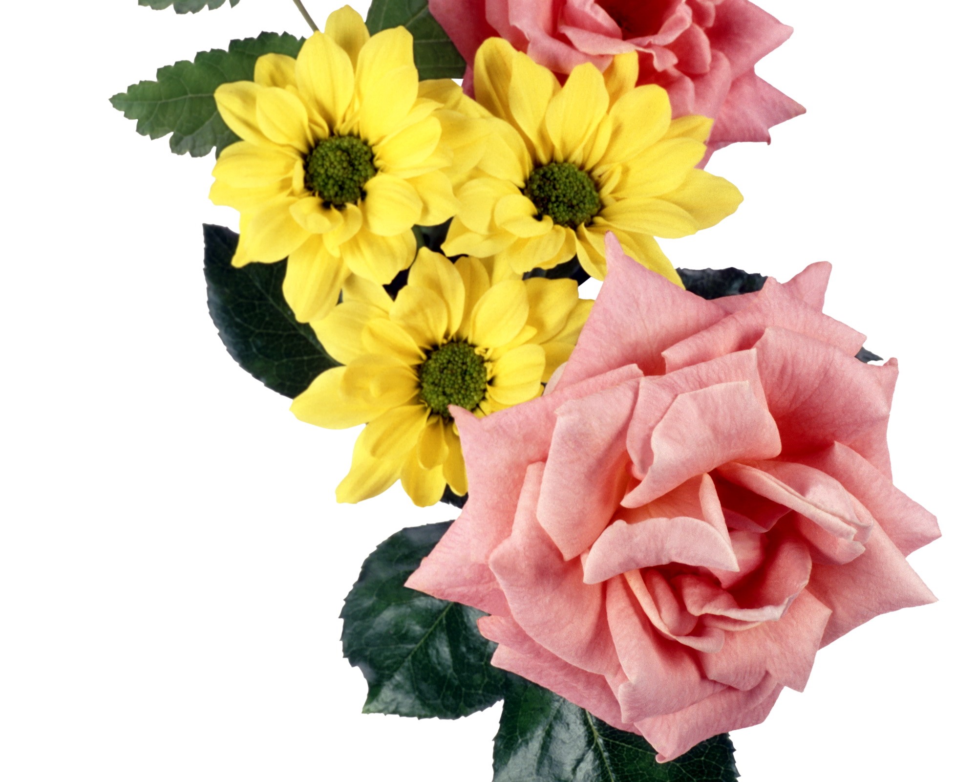 Pink roses and yellow daisies bouquet HD Wallpaper