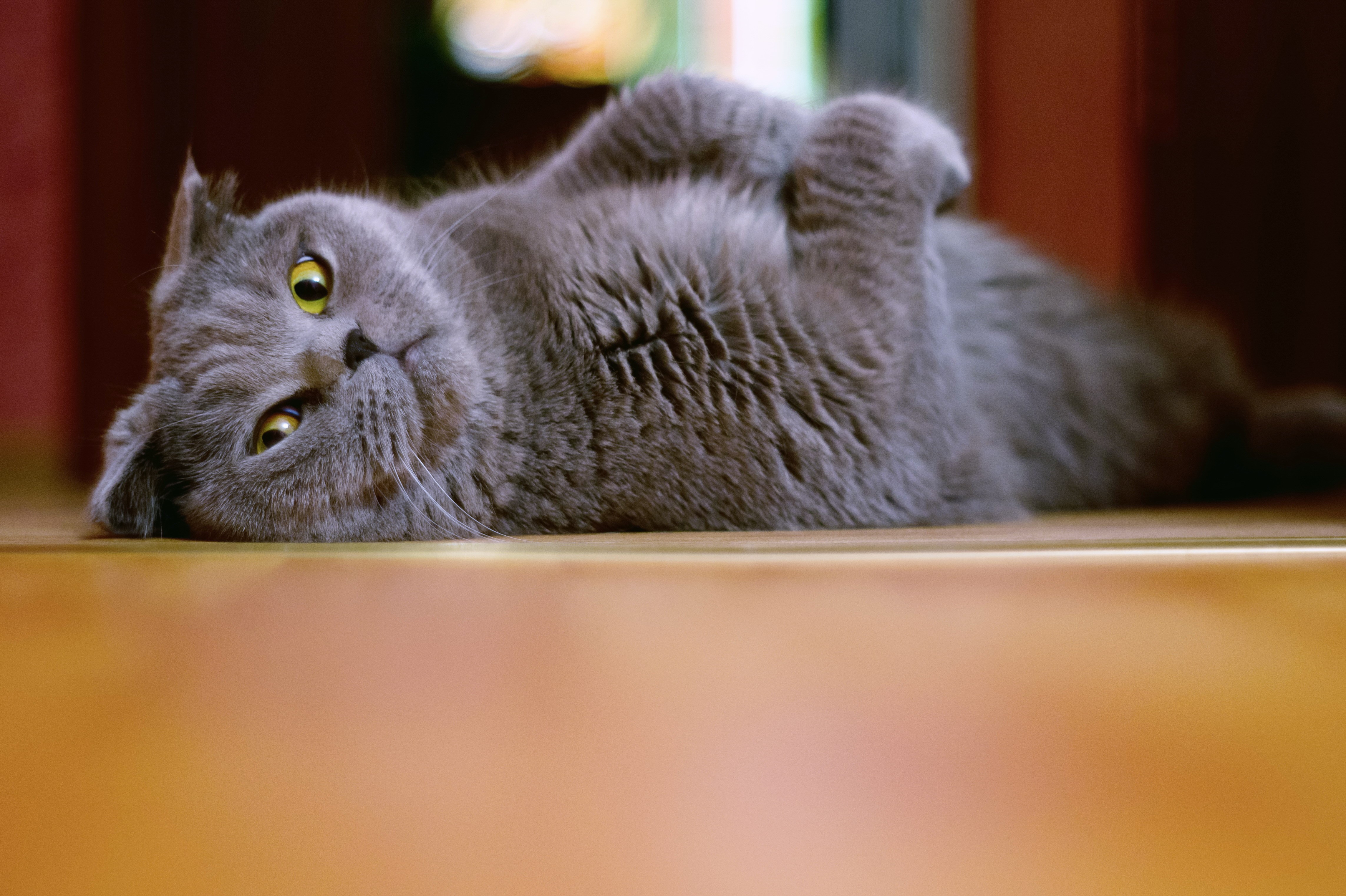4K Gray Cat Lying Down HD Wallpaper