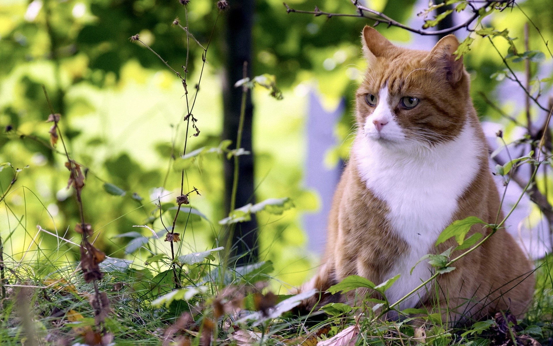 Orange and white cat sitting in grass HD Wallpaper