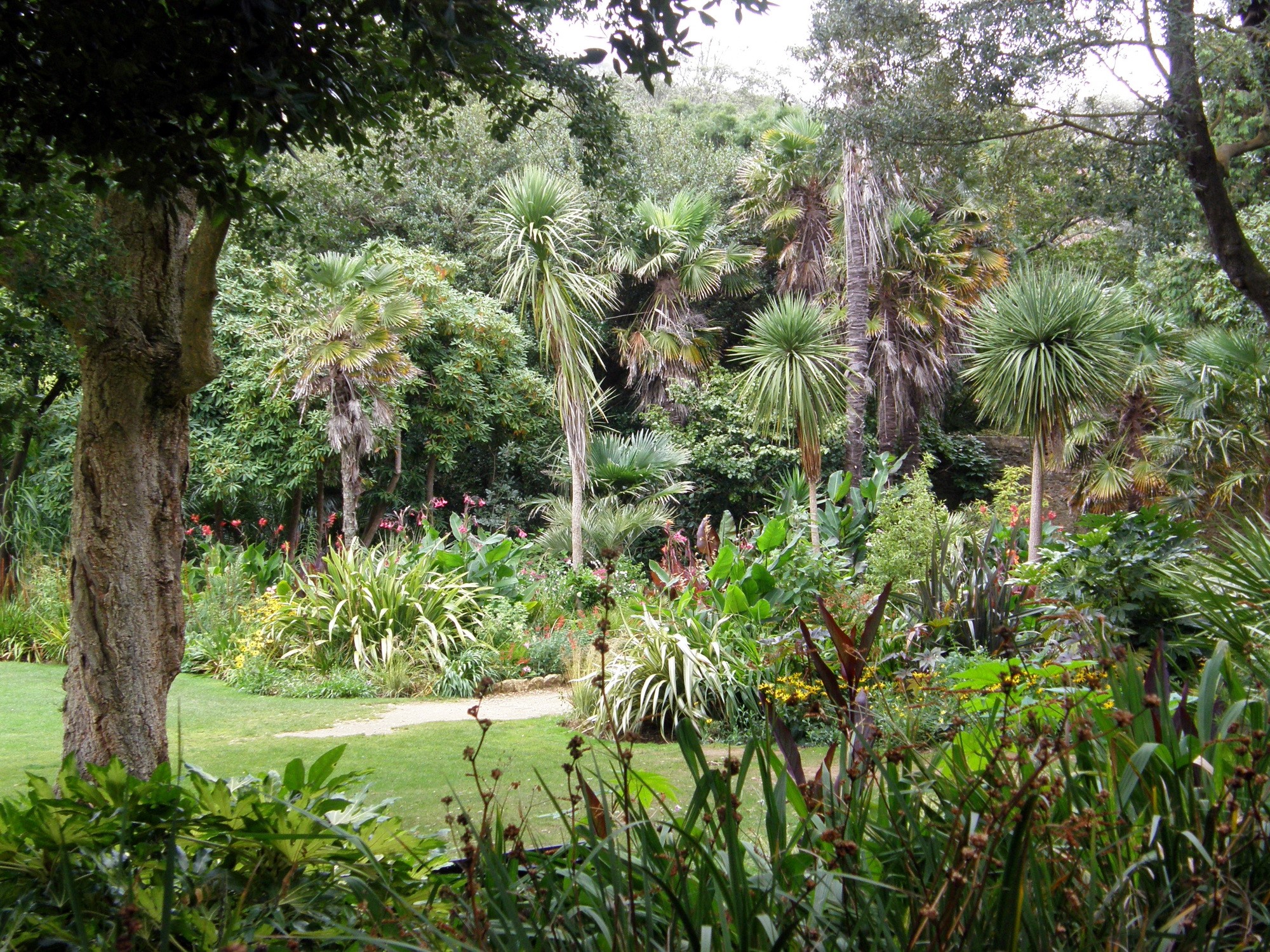 Tropical garden with palm trees and lush foliage HD Wallpaper